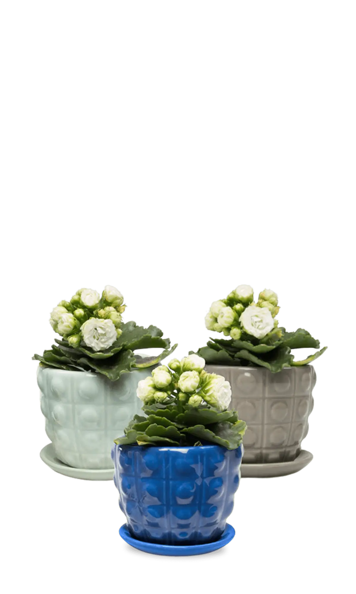 Chive Convex bubble-textured ceramic medium planters with saucers in cobalt, mint, and grey.
