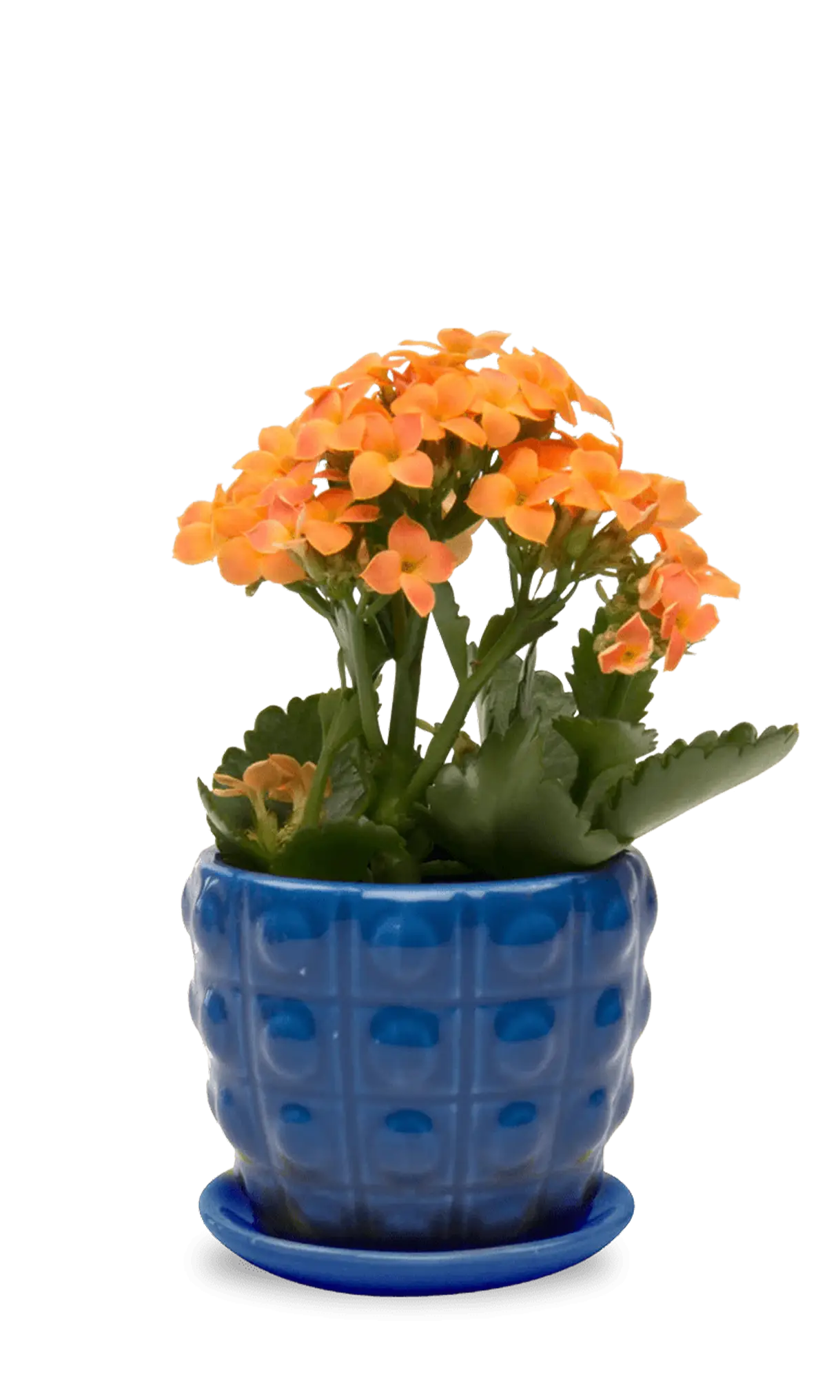 Chive Convex cobalt glazed ceramic medium planter with saucer holding an orange kalanchoe.