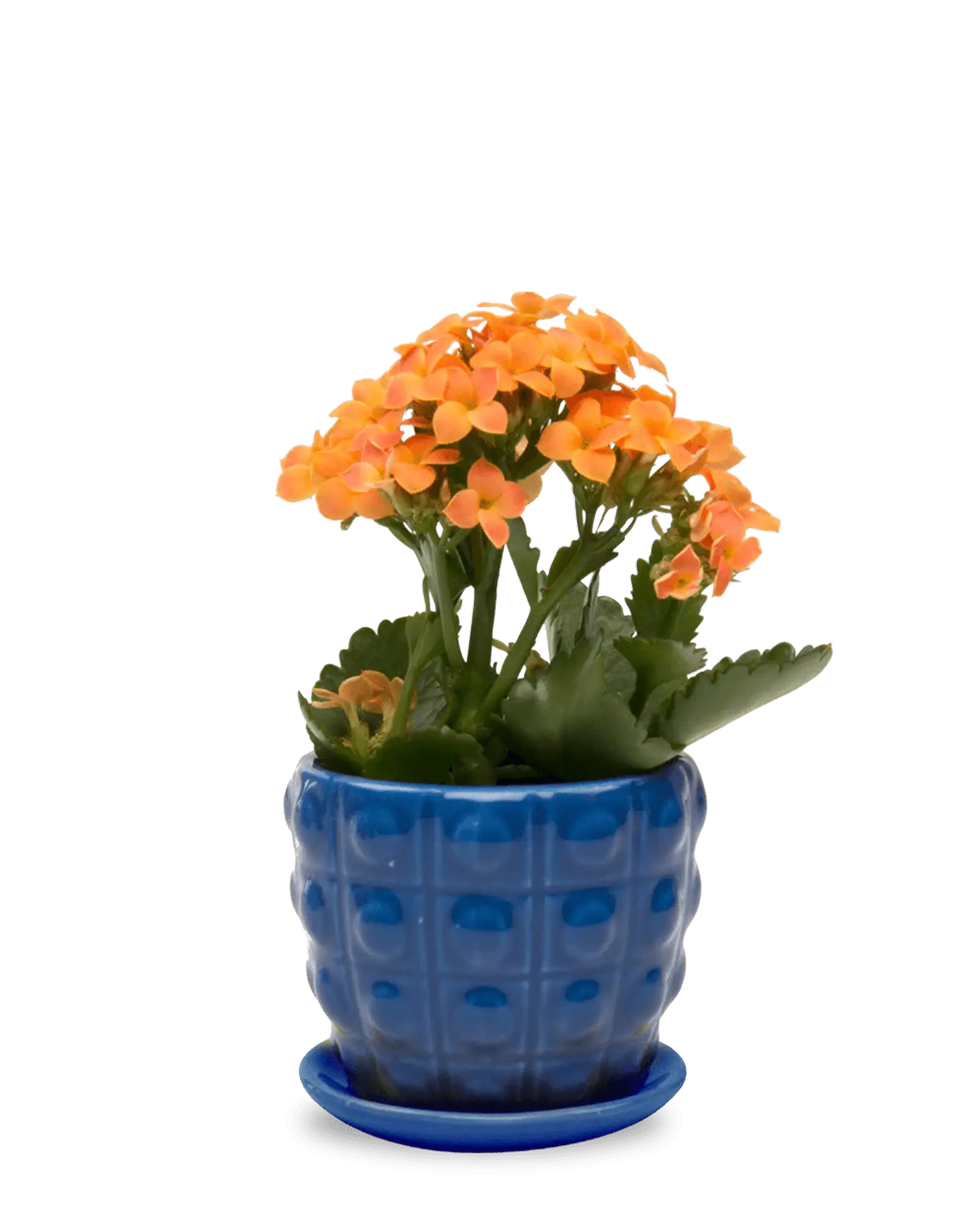 Chive Convex cobalt glazed ceramic medium planter with saucer holding an orange kalanchoe.