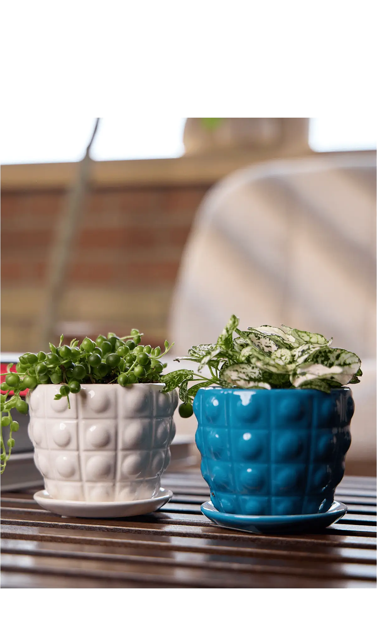 Chive Convex teal and white ceramic medium planters on an outdoor table with string of pearls.