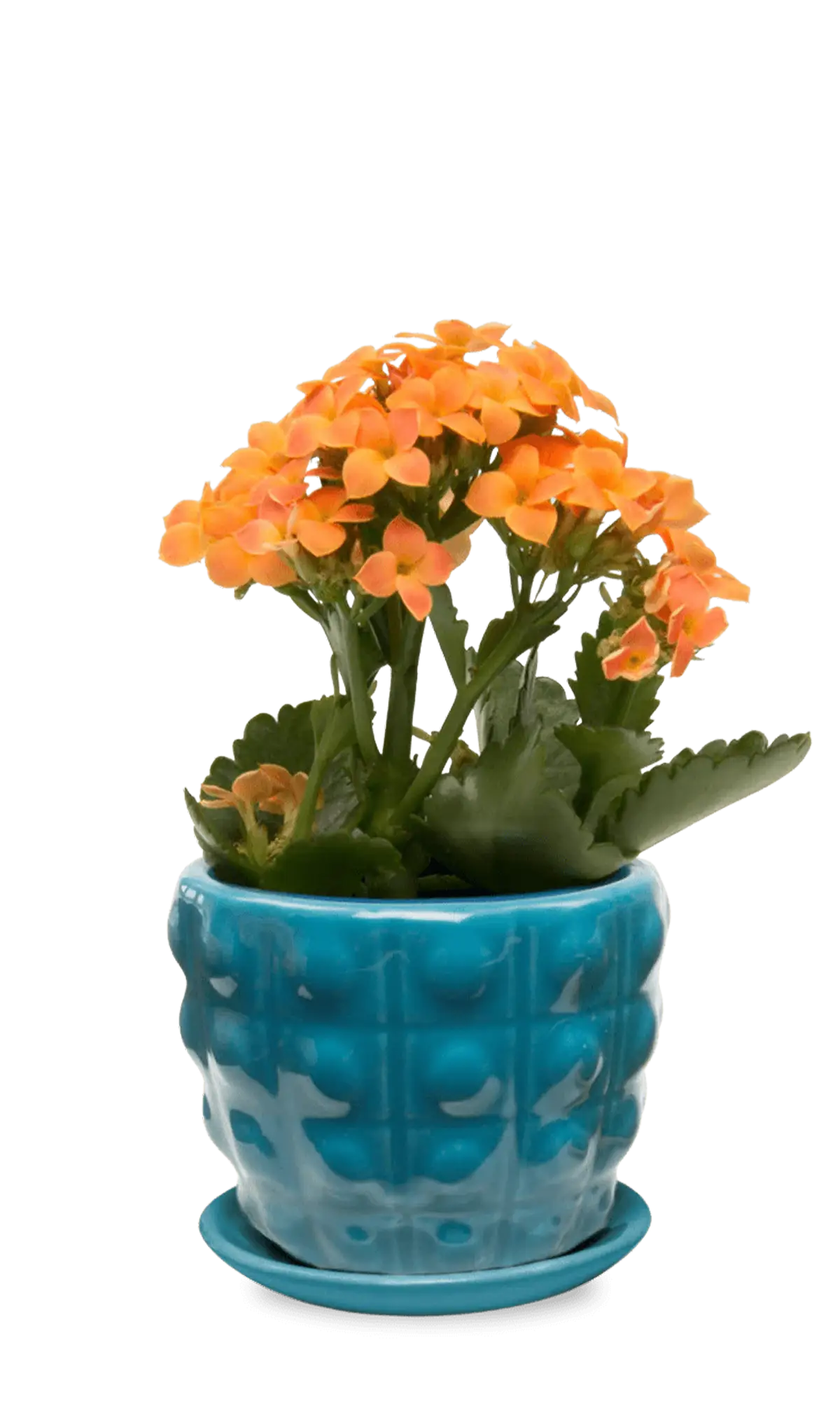 Chive Convex teal glazed ceramic medium planter with saucer holding an orange kalanchoe.