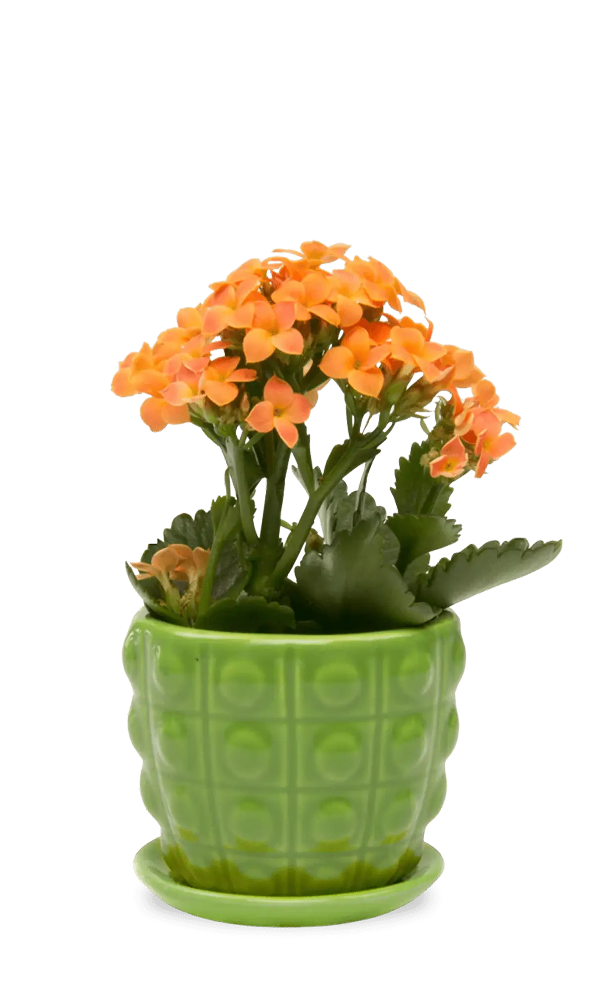 Chive Convex green glazed ceramic medium planter with saucer holding an orange kalanchoe.
