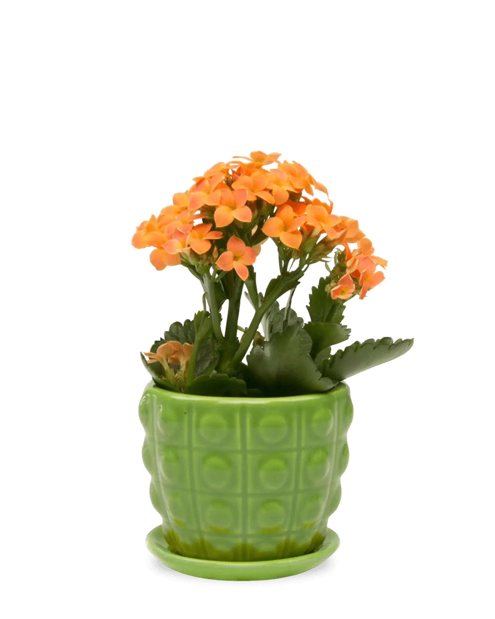 Chive Convex green glazed ceramic medium planter with saucer holding an orange kalanchoe.