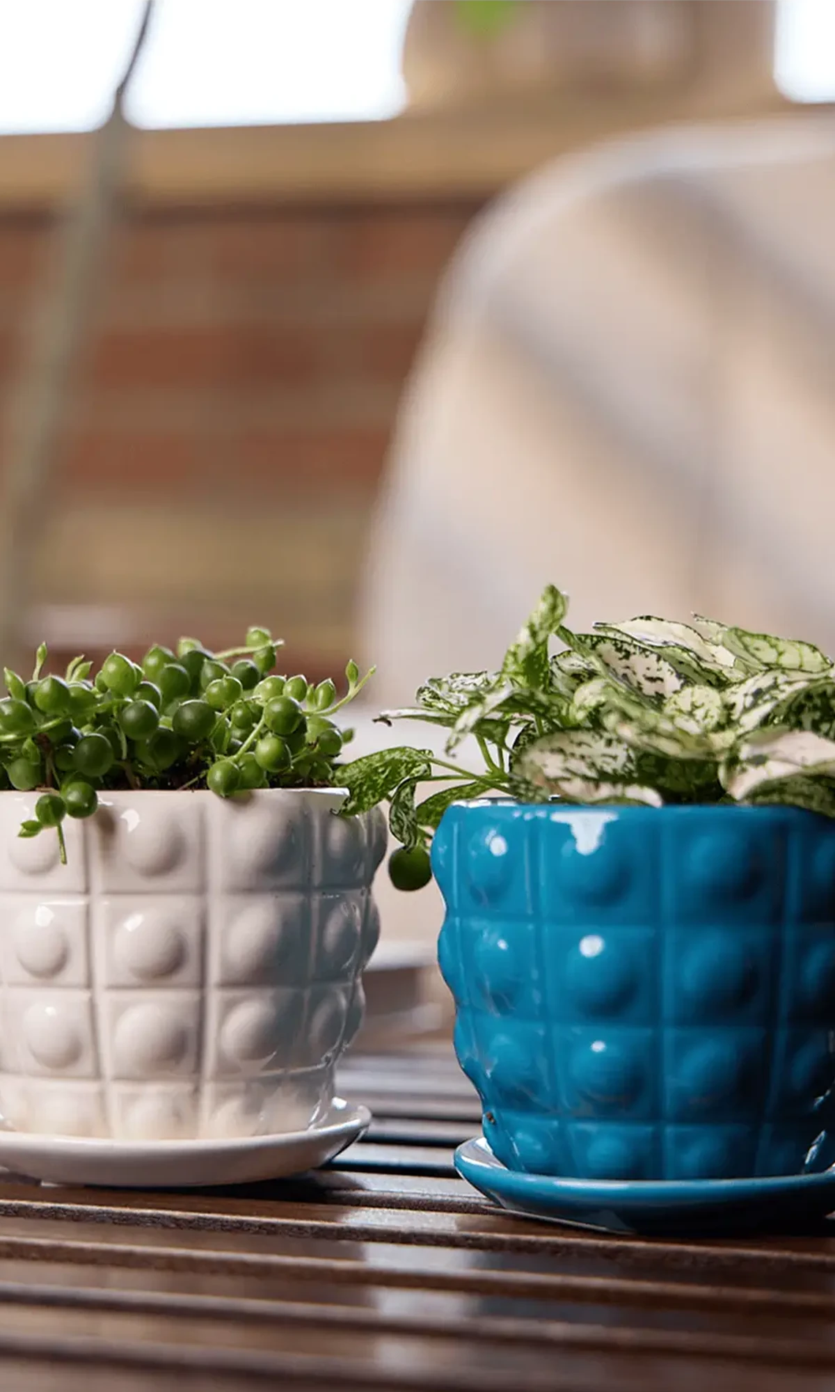 Chive Convex glazed ceramic planters with saucers in white, and blue on a wood table indoor.