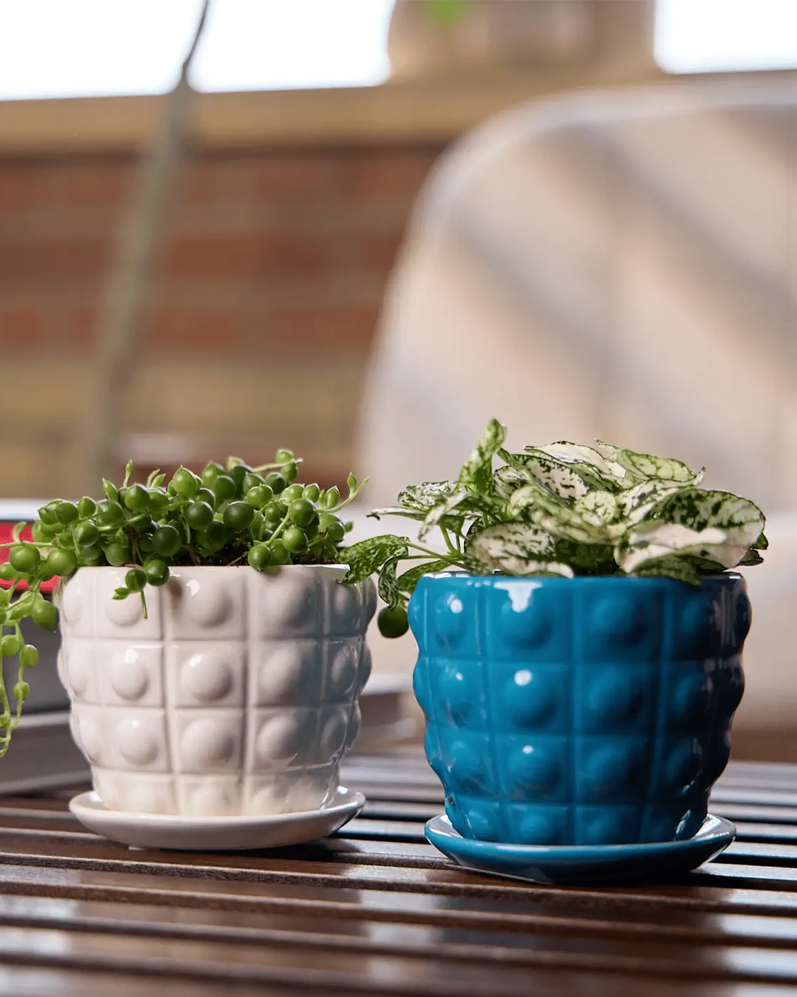 Chive Convex glazed ceramic planters with saucers in white, and blue on a wood table indoor.