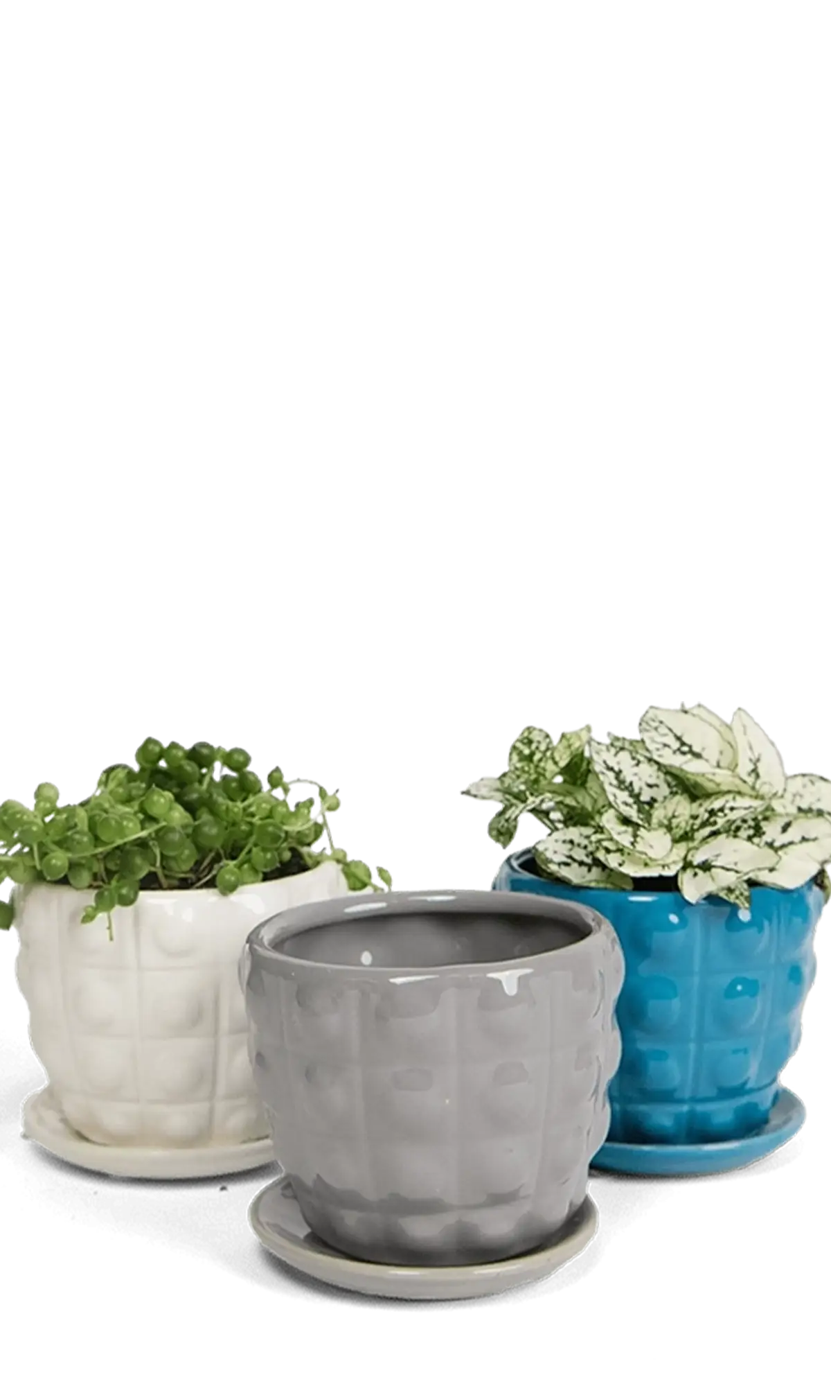 Chive Convex fully glazed ceramic medium planters with no drainage in grey, white, and blue.