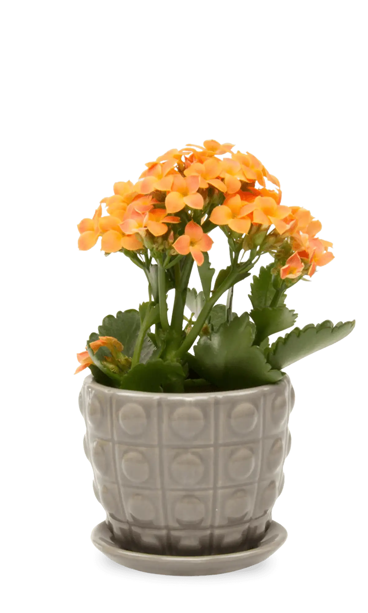 Chive Convex grey glazed ceramic medium planter with saucer holding an orange kalanchoe.