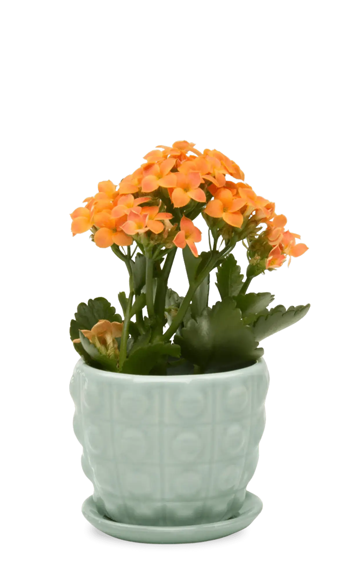 Chive Convex mint glazed ceramic medium planter with saucer holding an orange kalanchoe.