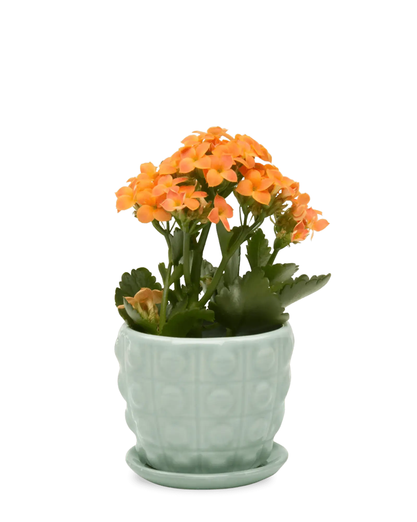 Chive Convex mint glazed ceramic medium planter with saucer holding an orange kalanchoe.
