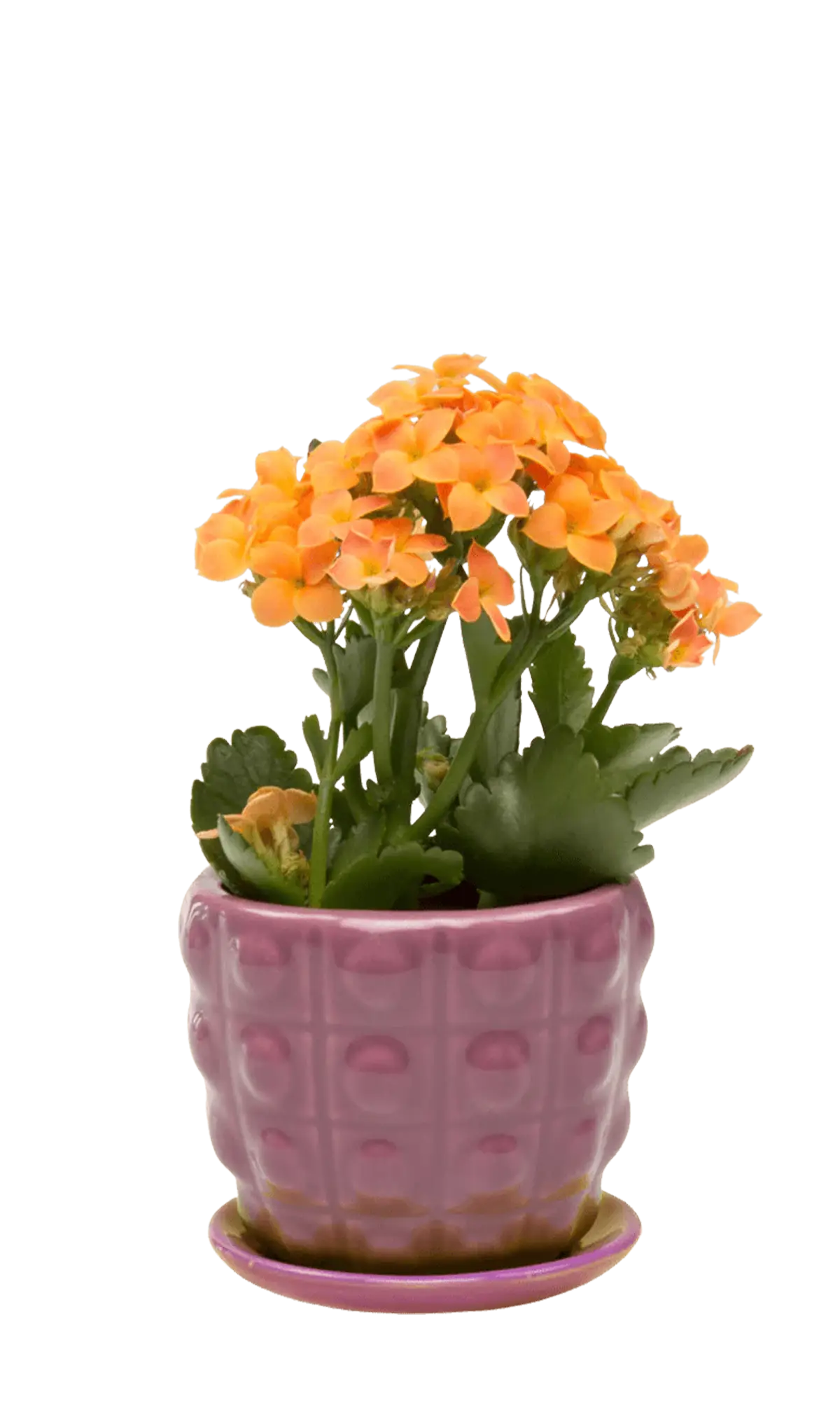 Chive Convex purple glazed ceramic medium planter with saucer holding an orange kalanchoe.
