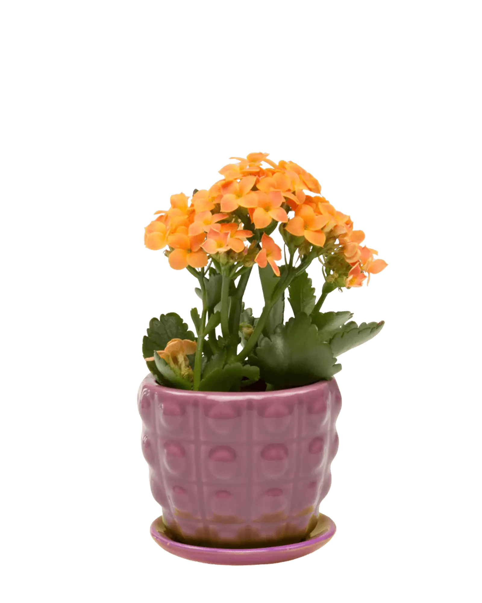 Chive Convex purple glazed ceramic medium planter with saucer holding an orange kalanchoe.
