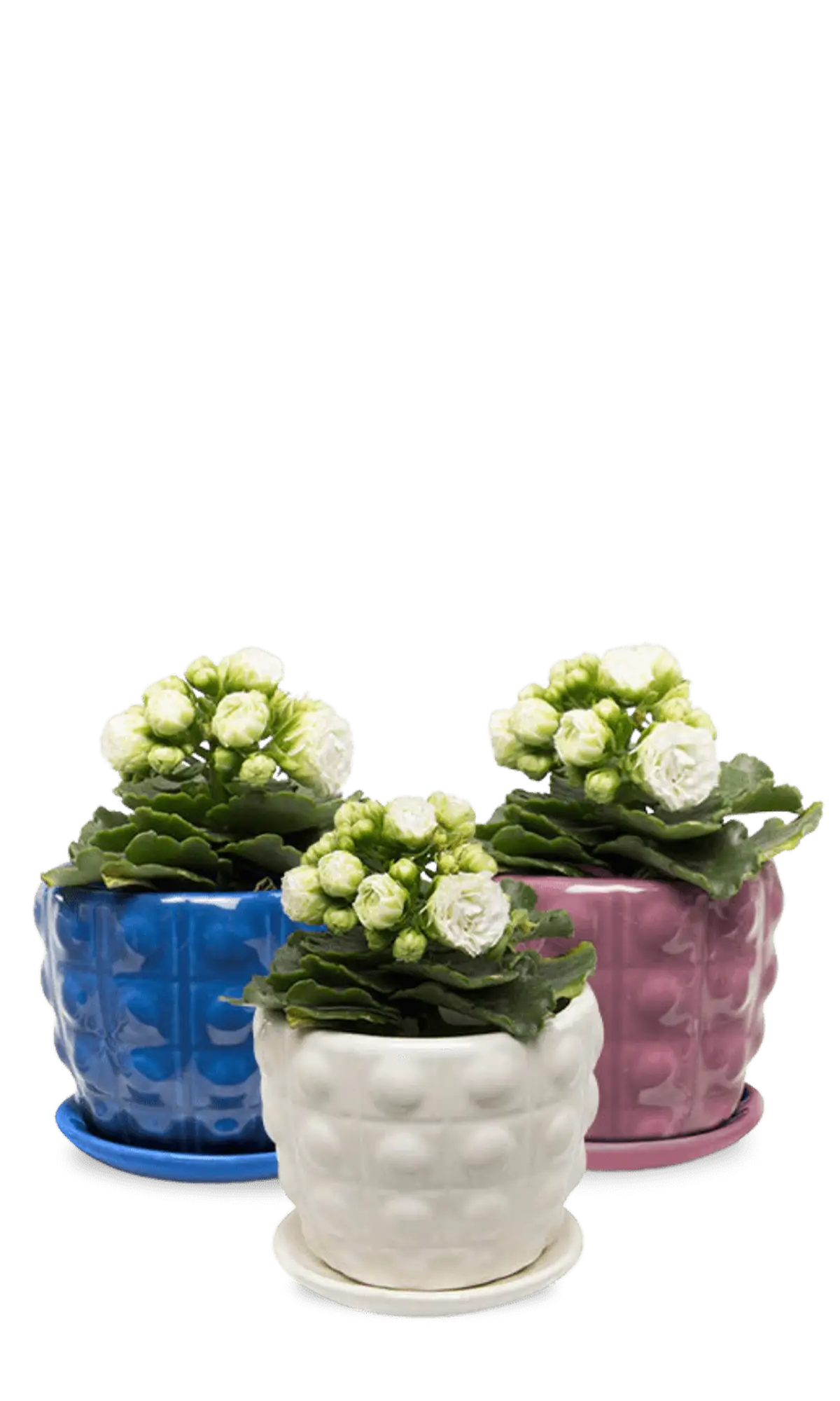 Chive Convex glazed ceramic medium planters with saucers in white, purple, and cobalt.