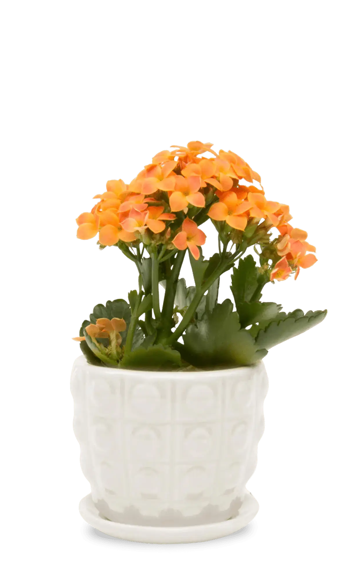 Chive Convex white glazed ceramic medium planter with saucer holding an orange kalanchoe.