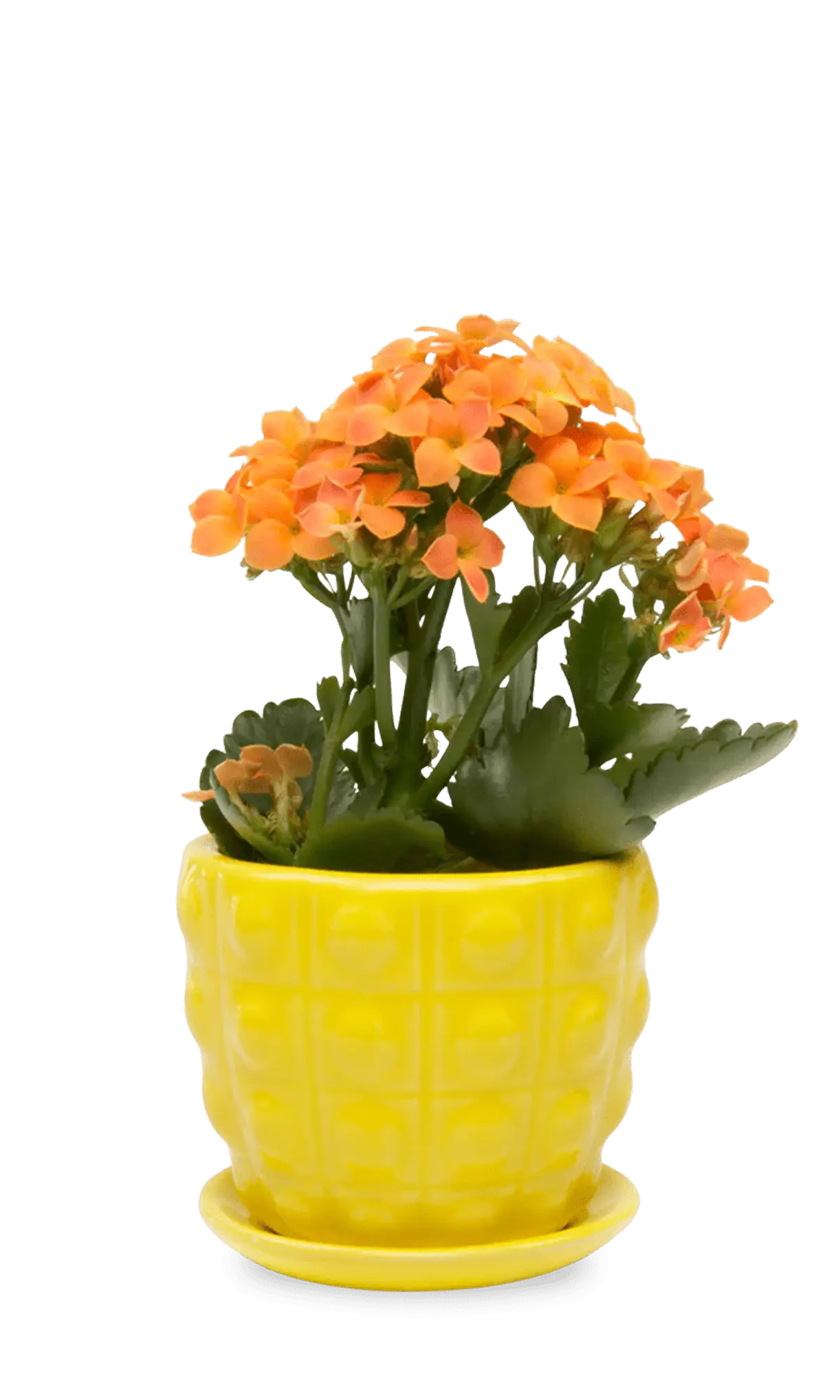 Chive Convex yellow glazed ceramic medium planter with saucer holding an orange kalanchoe.