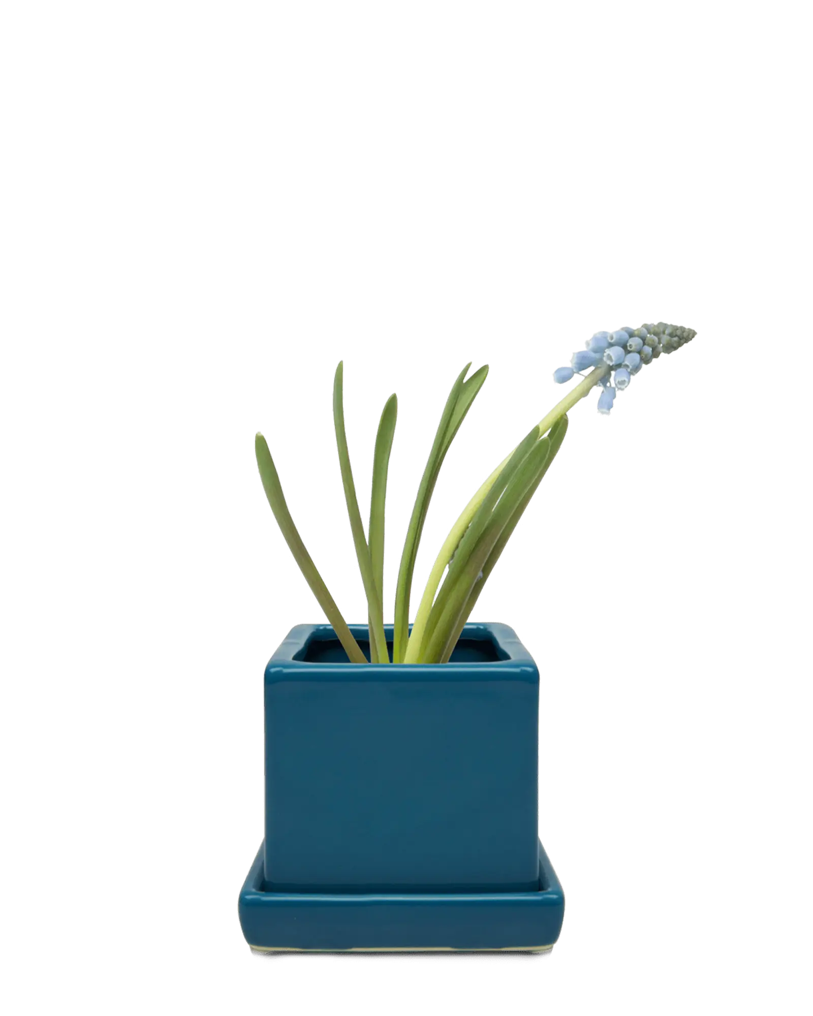 Chive Cube Saucer ceramic planter in biscay blue styled with a cactus on a vintage book.