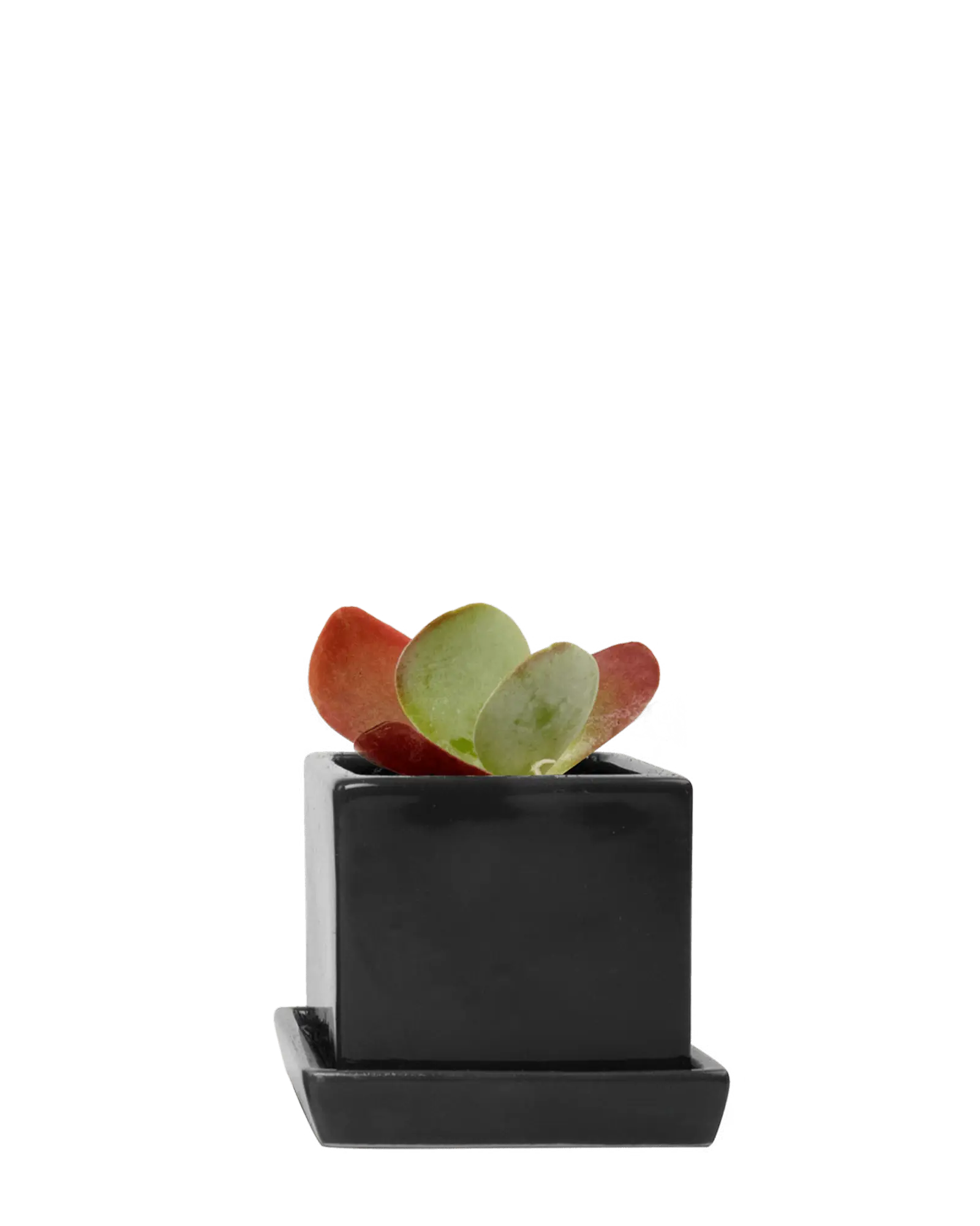 Chive Cube Saucer ceramic planter in glossy black with a matching saucer, styled with a red-tipped succulent.