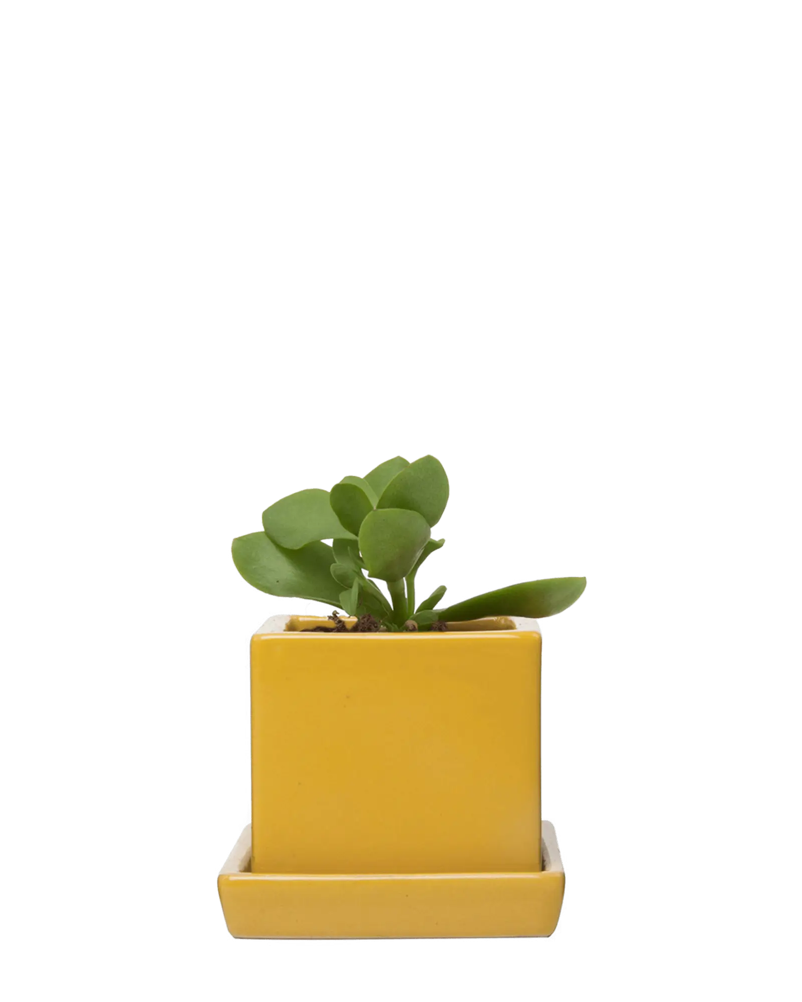 Chive Cube Saucer ceramic planter in glossy goldenrod yellow with a matching saucer, styled with a jade plant.