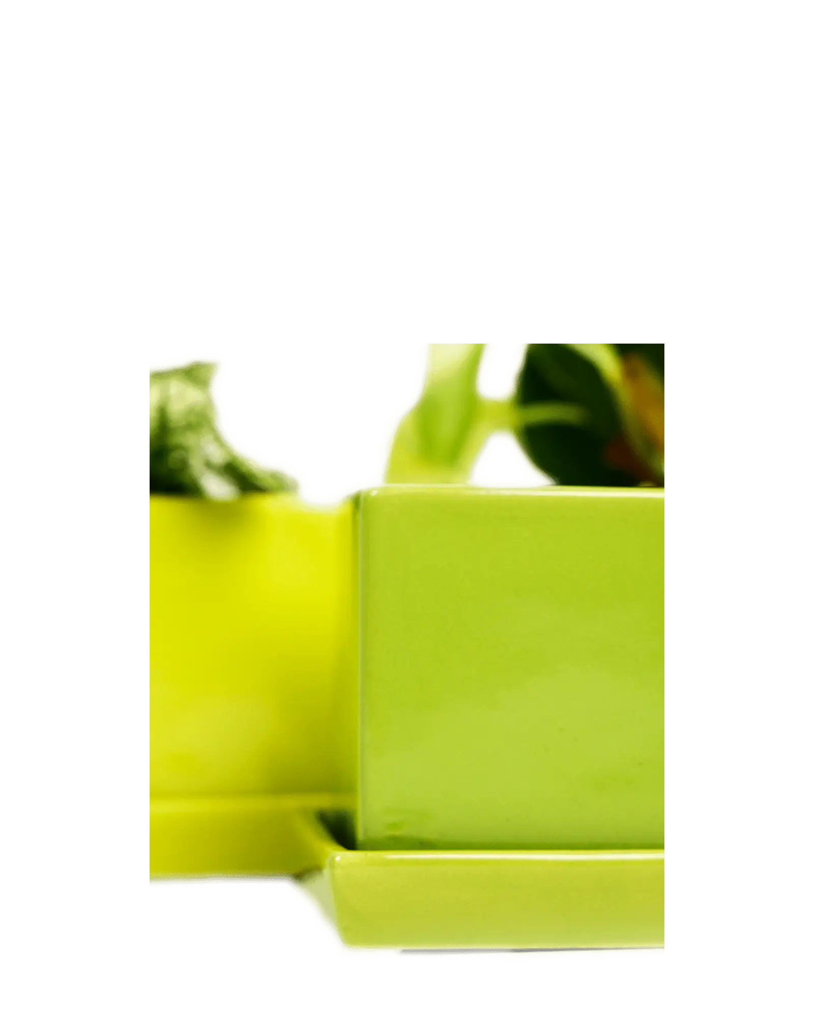 Close-up of Chive Cube Saucer ceramic planters in green sheen showing the glossy glaze and square form.