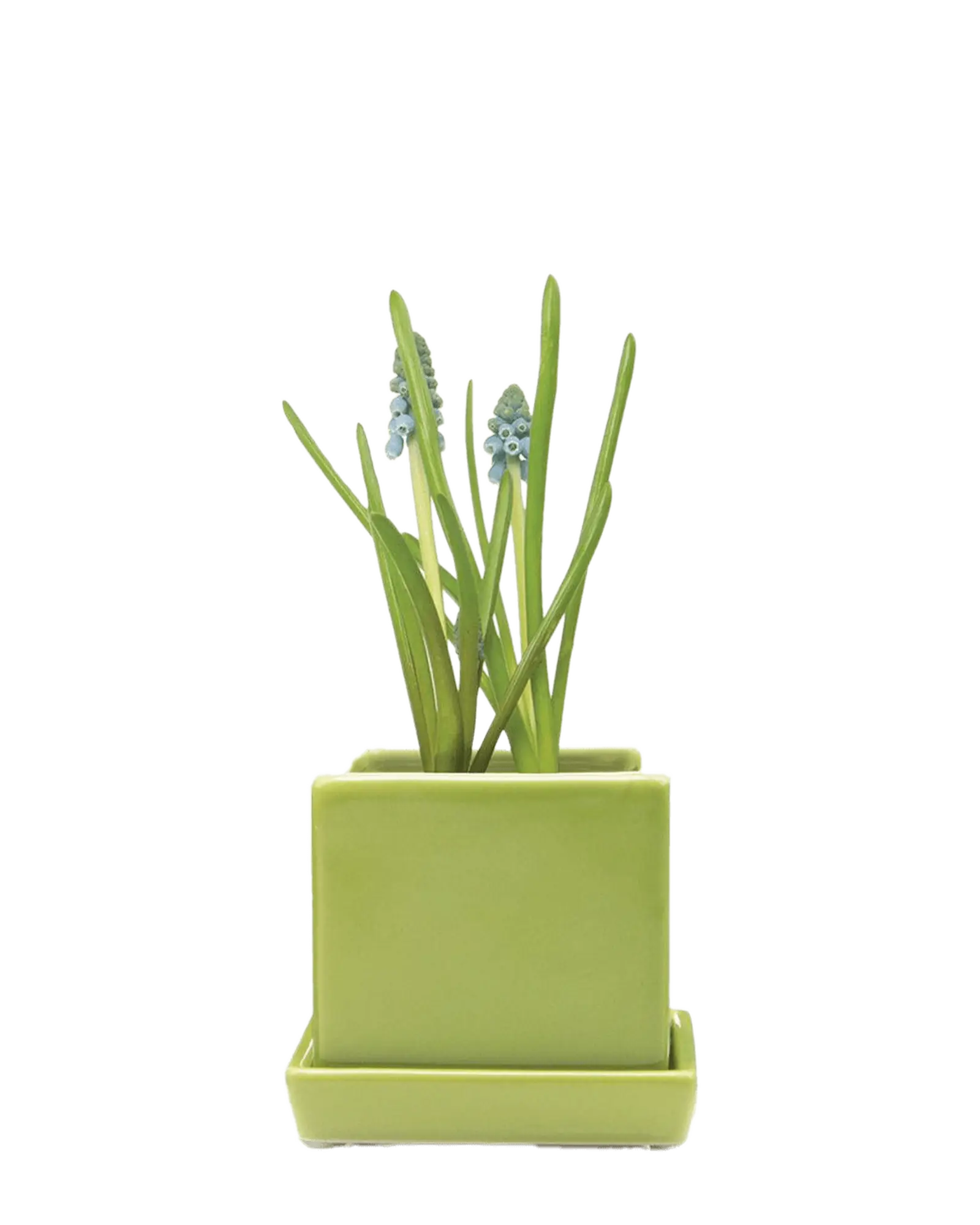 Chive Cube Saucer ceramic planter in glossy greenery with a matching saucer and grape hyacinth.