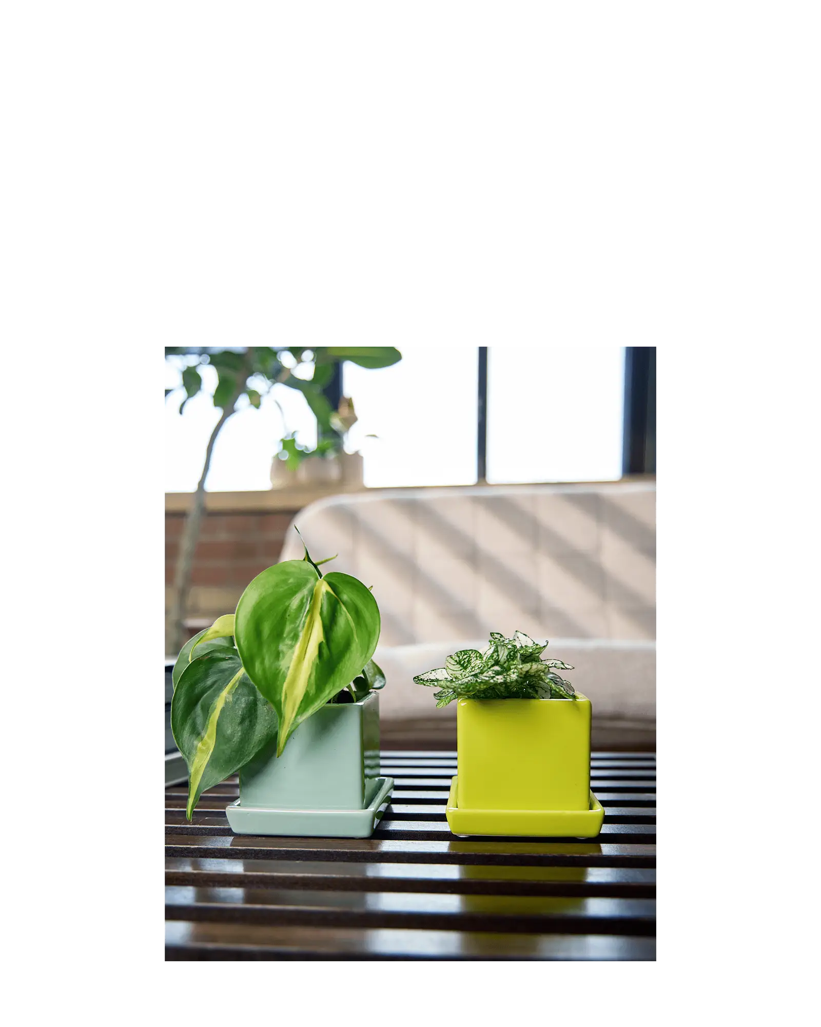 Chive Cube Saucer planters in greenery and spearmint on a wood table by a window with houseplants.