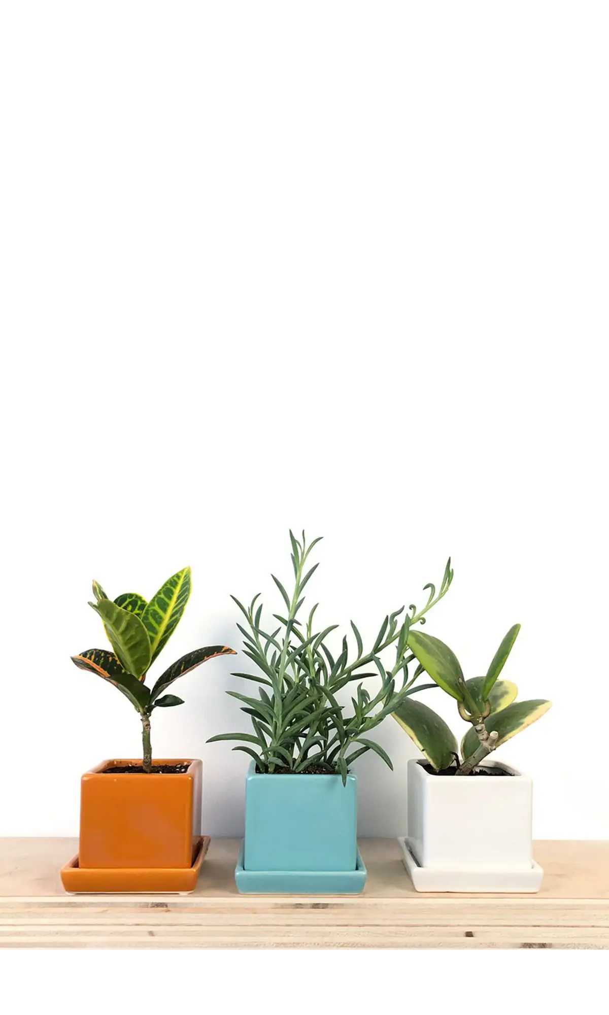 Chive Cube Saucer ceramic planters in orange, teal, and white displayed on a wood shelf with plants.