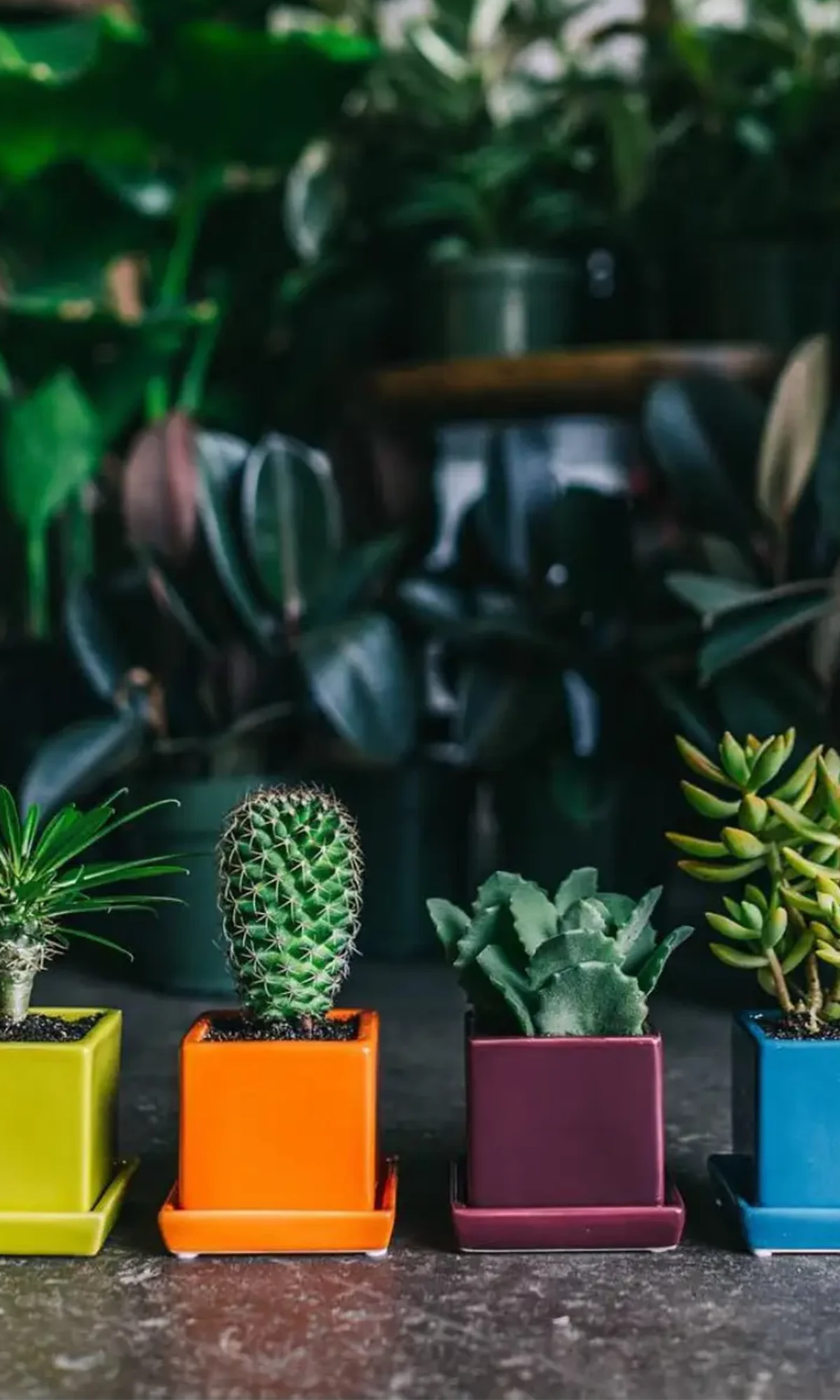 Chive Cube & Saucer small ceramic pots in green, orange, purple, and blue holding succulents and cacti.