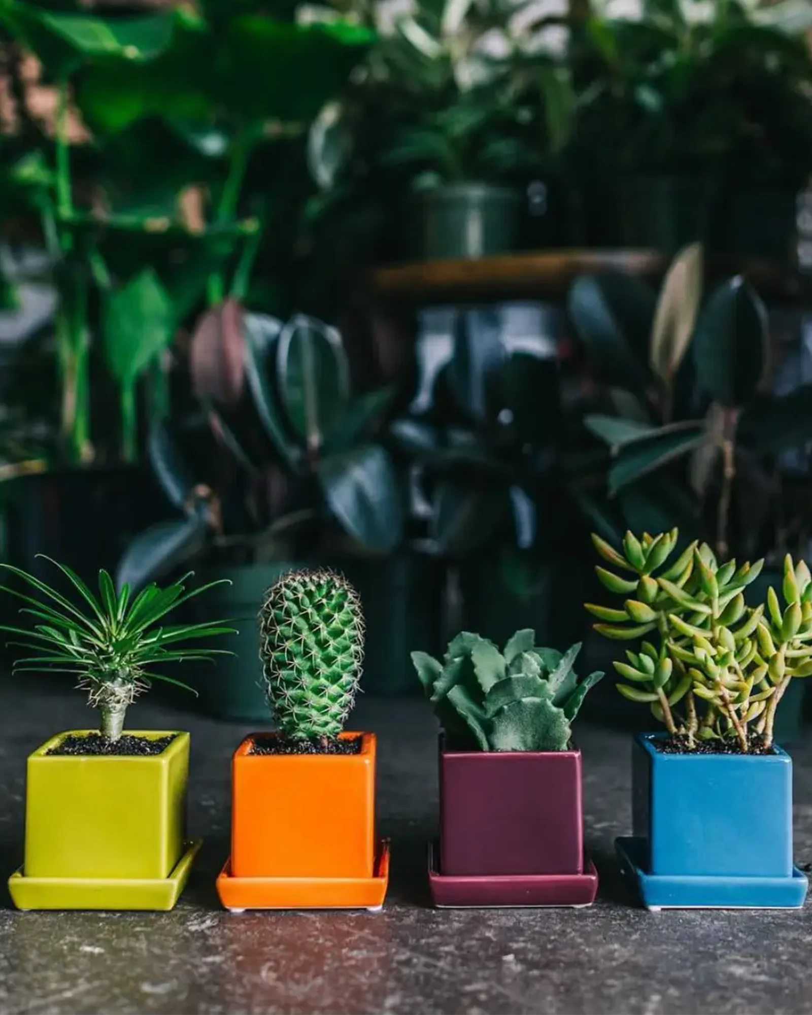 Chive Cube & Saucer small ceramic pots in green, orange, purple, and blue holding succulents and cacti.