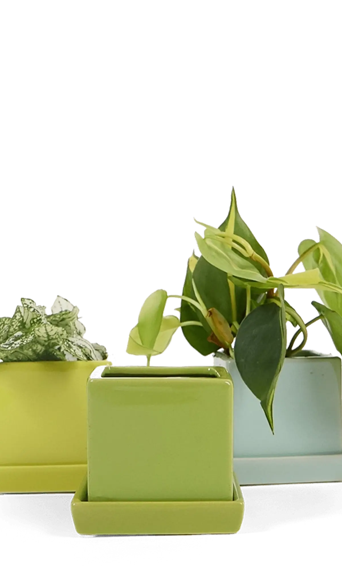 Chive Cube Saucer ceramic planters in three shades of green grouped together with houseplants.