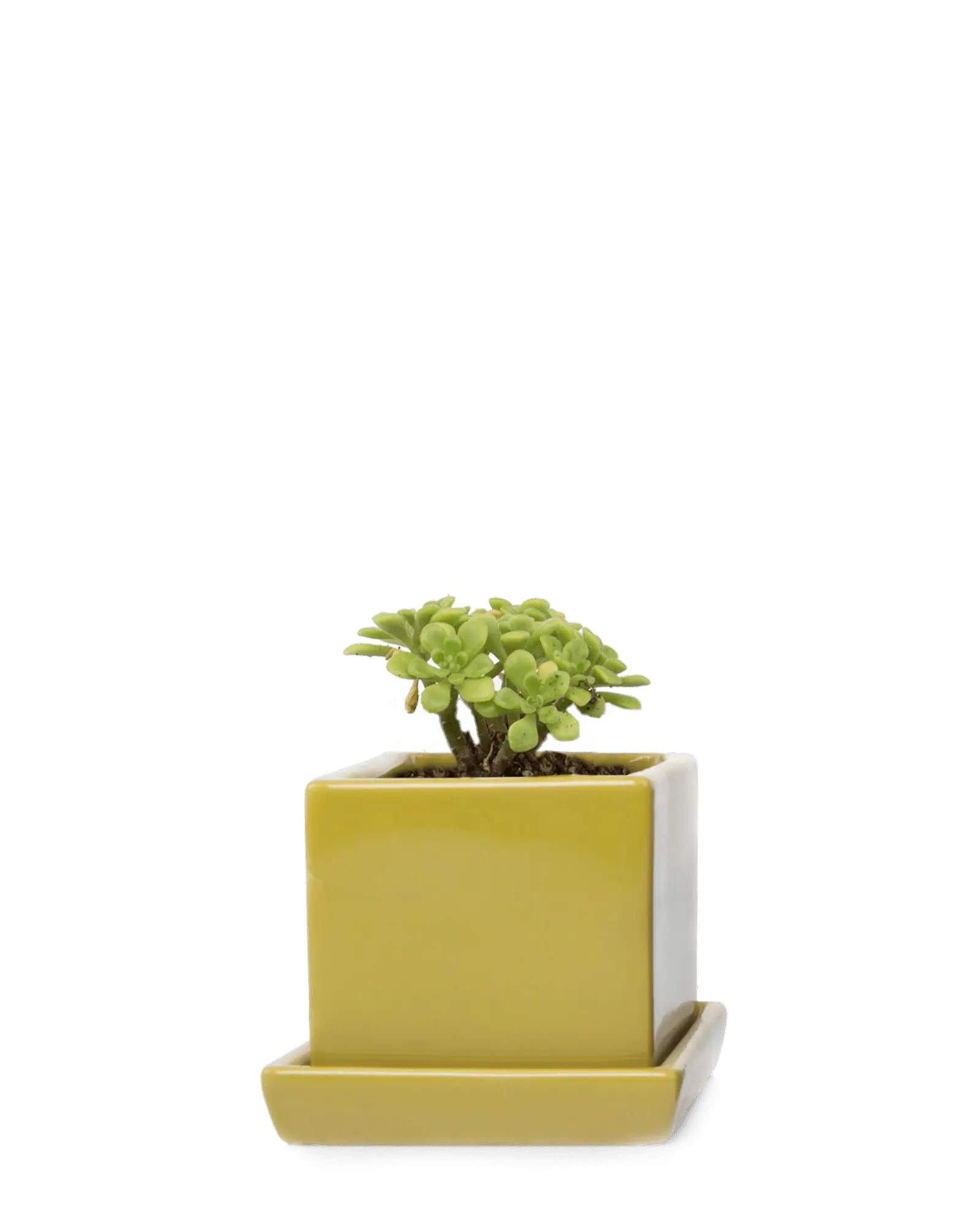 Chive Cube Saucer ceramic planter in glossy pea green with a matching saucer, styled with a jade plant.