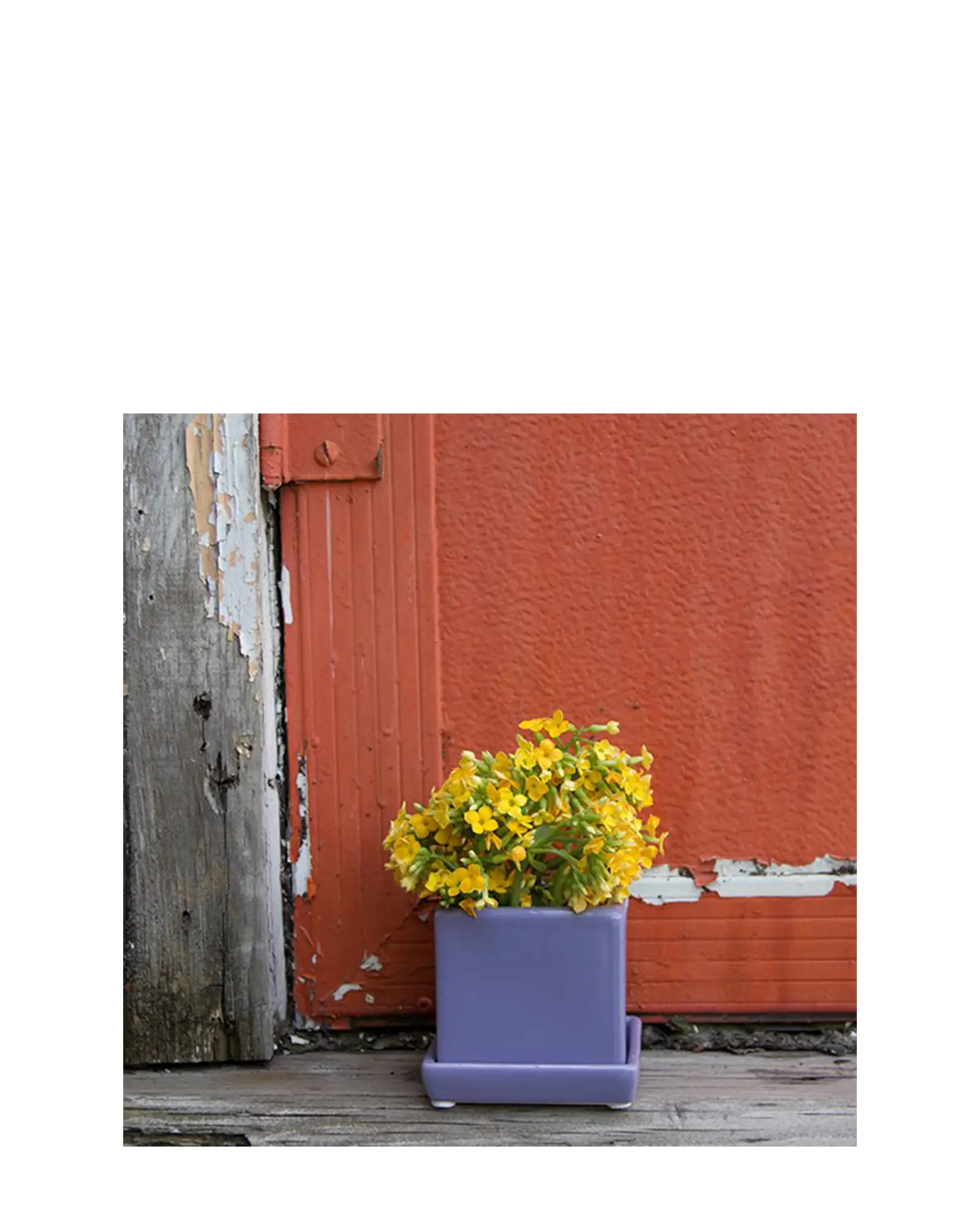 Chive Cube Saucer ceramic planter in periwinkle blue styled outdoors with yellow flowers against a red wall.