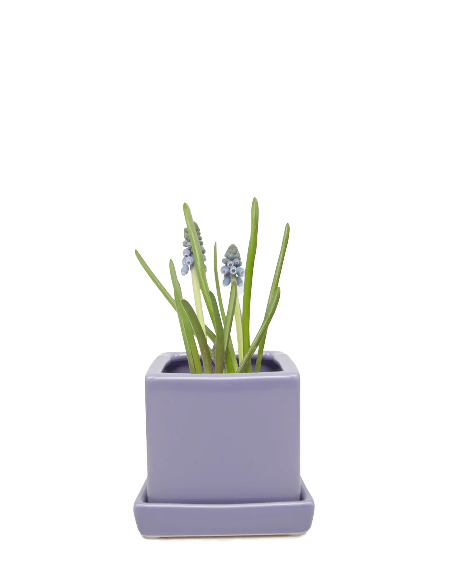 Chive Cube Saucer ceramic planter in glossy periwinkle blue with a matching saucer and grape hyacinth.