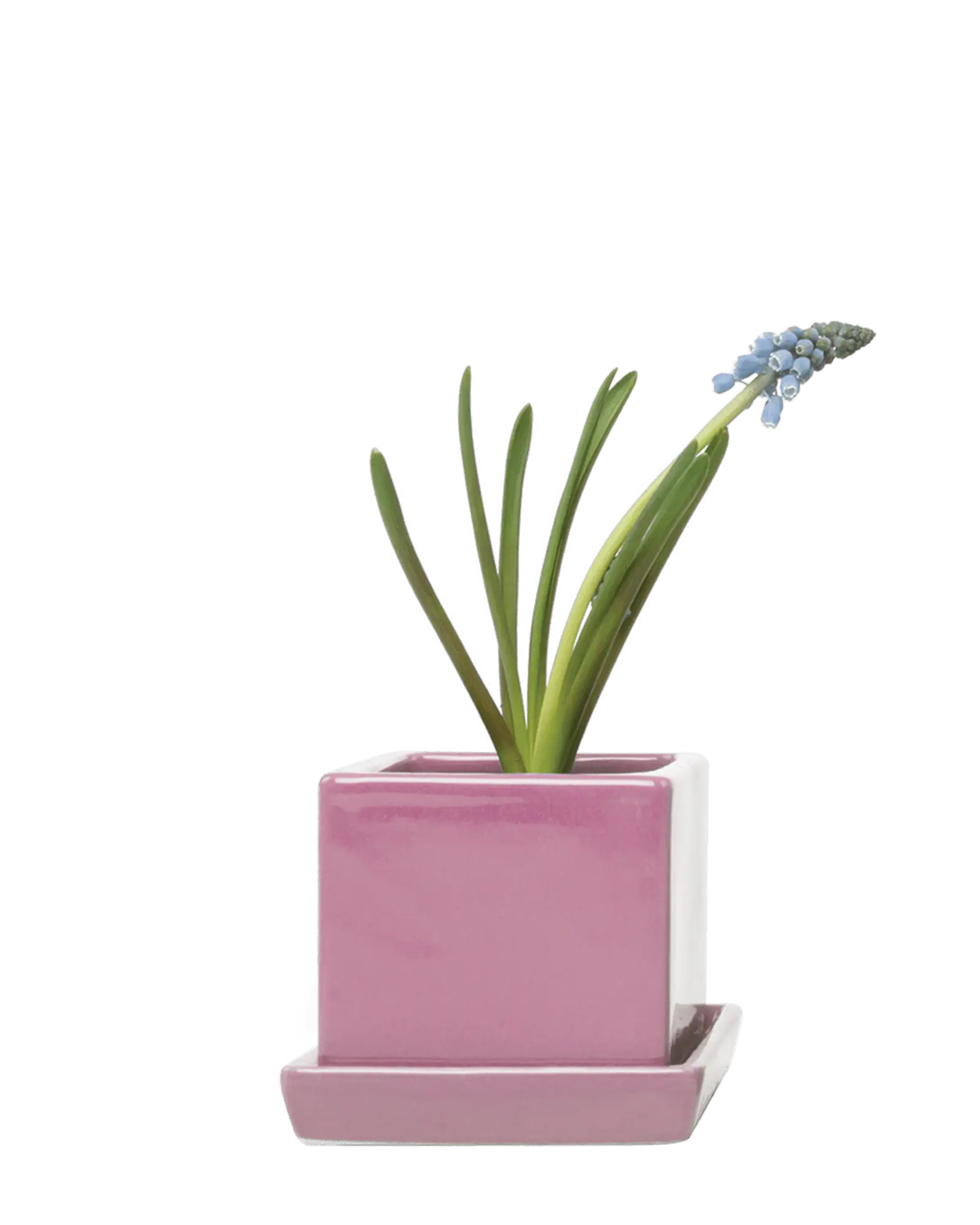 Chive Cube Saucer ceramic planter in glossy pink with a matching saucer and grape hyacinth.