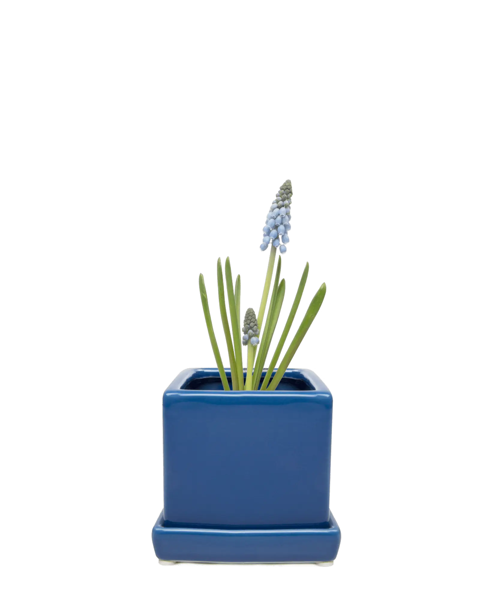 Chive Cube Saucer ceramic planter in glossy snorkel blue with a matching saucer and grape hyacinth.