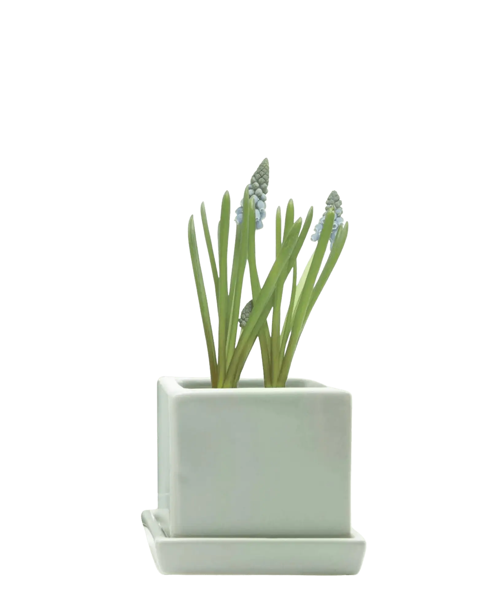 Chive Cube Saucer ceramic planter in glossy spearmint green with a matching saucer and grape hyacinth.