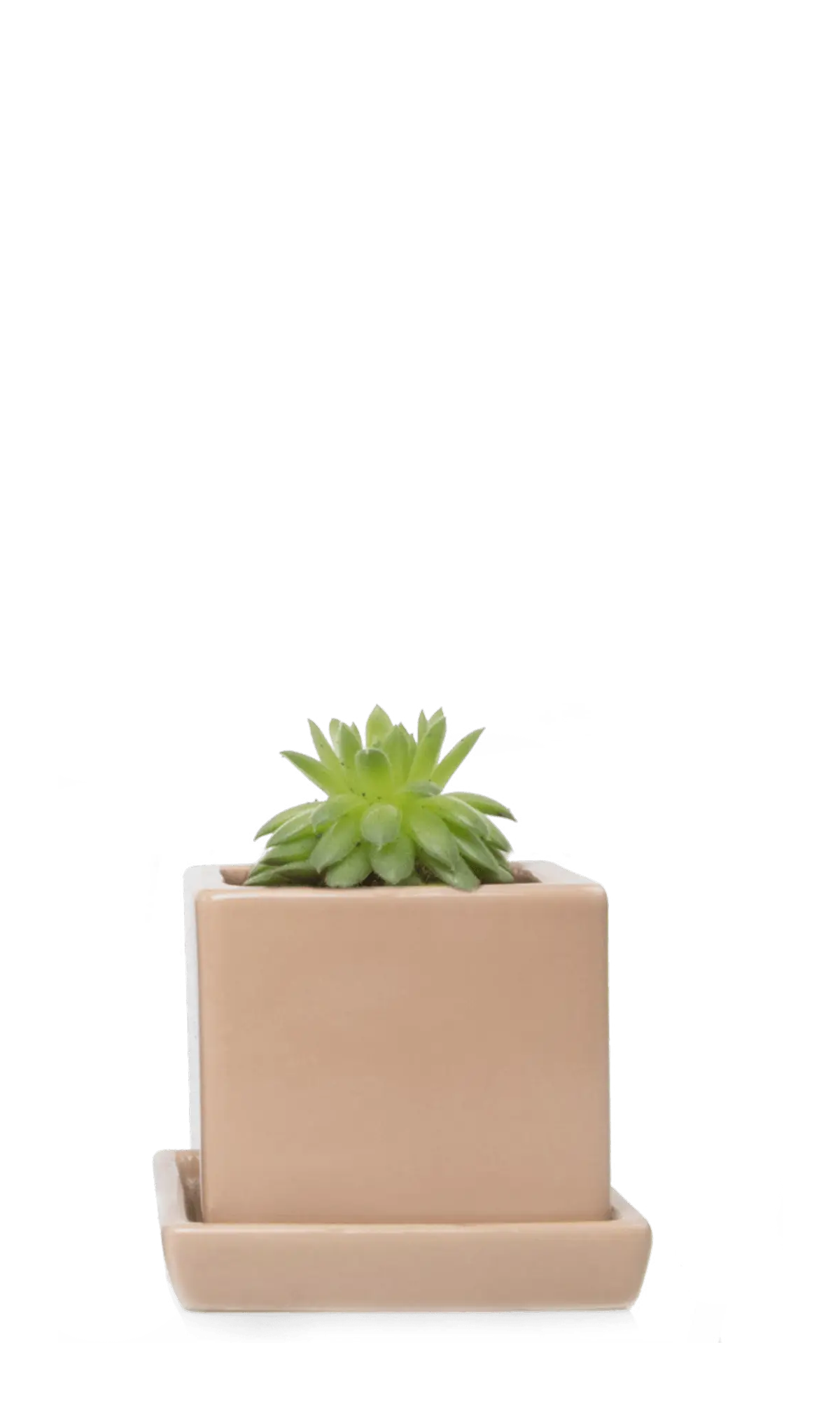 Chive Cube Saucer ceramic planter in glossy tan with a matching saucer, styled with a succulent.