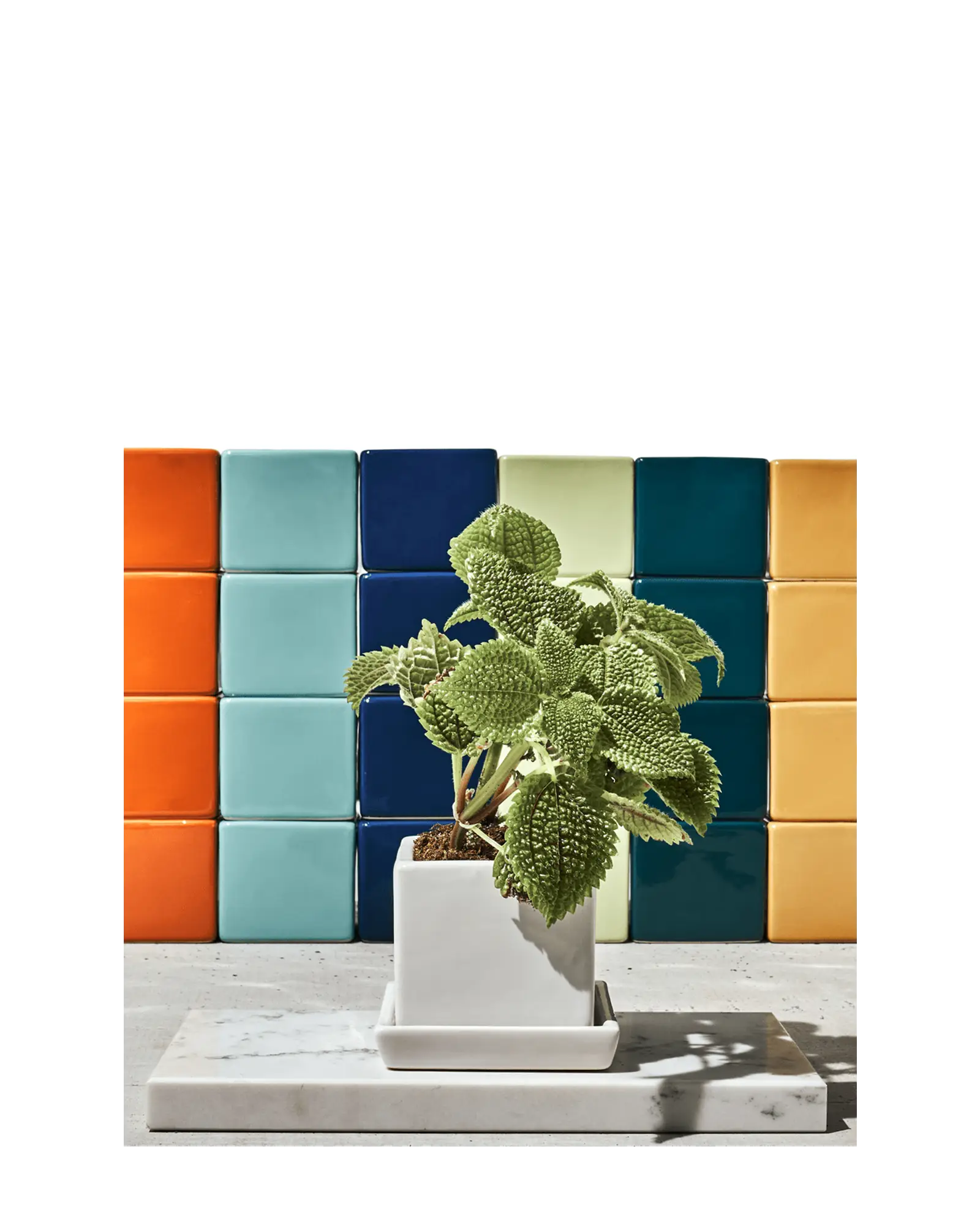 Chive Cube Saucer white ceramic planter on a marble surface with a colourful wall of Cube pots behind.