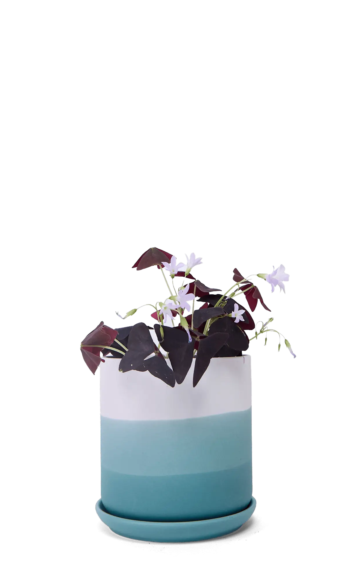 Chive Devo teal ombre ceramic medium planter with saucer holding a purple oxalis.