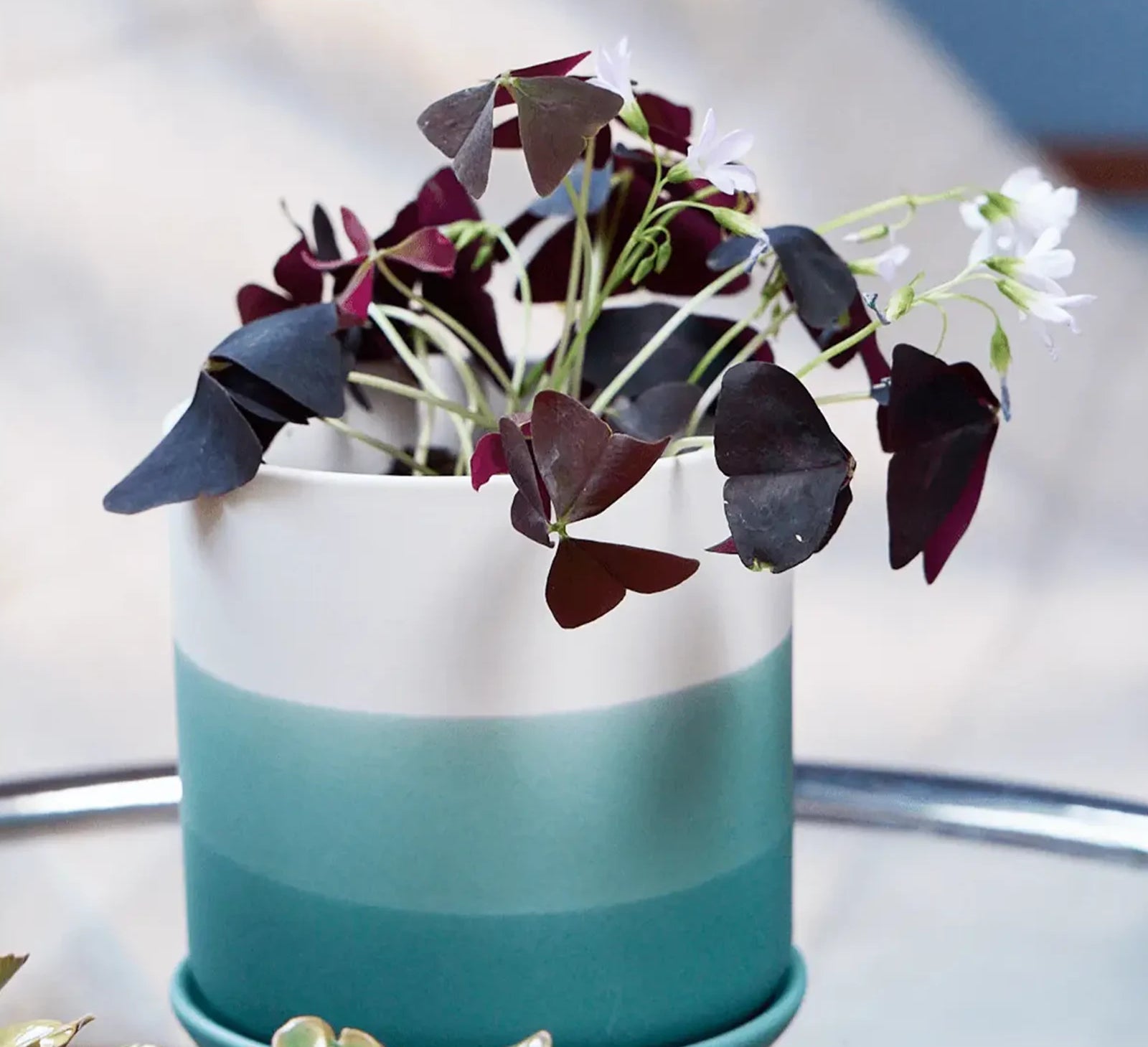 Chive Devo ceramic planter with ombre white to teal gradient holding an oxalis on a glass table indoor.