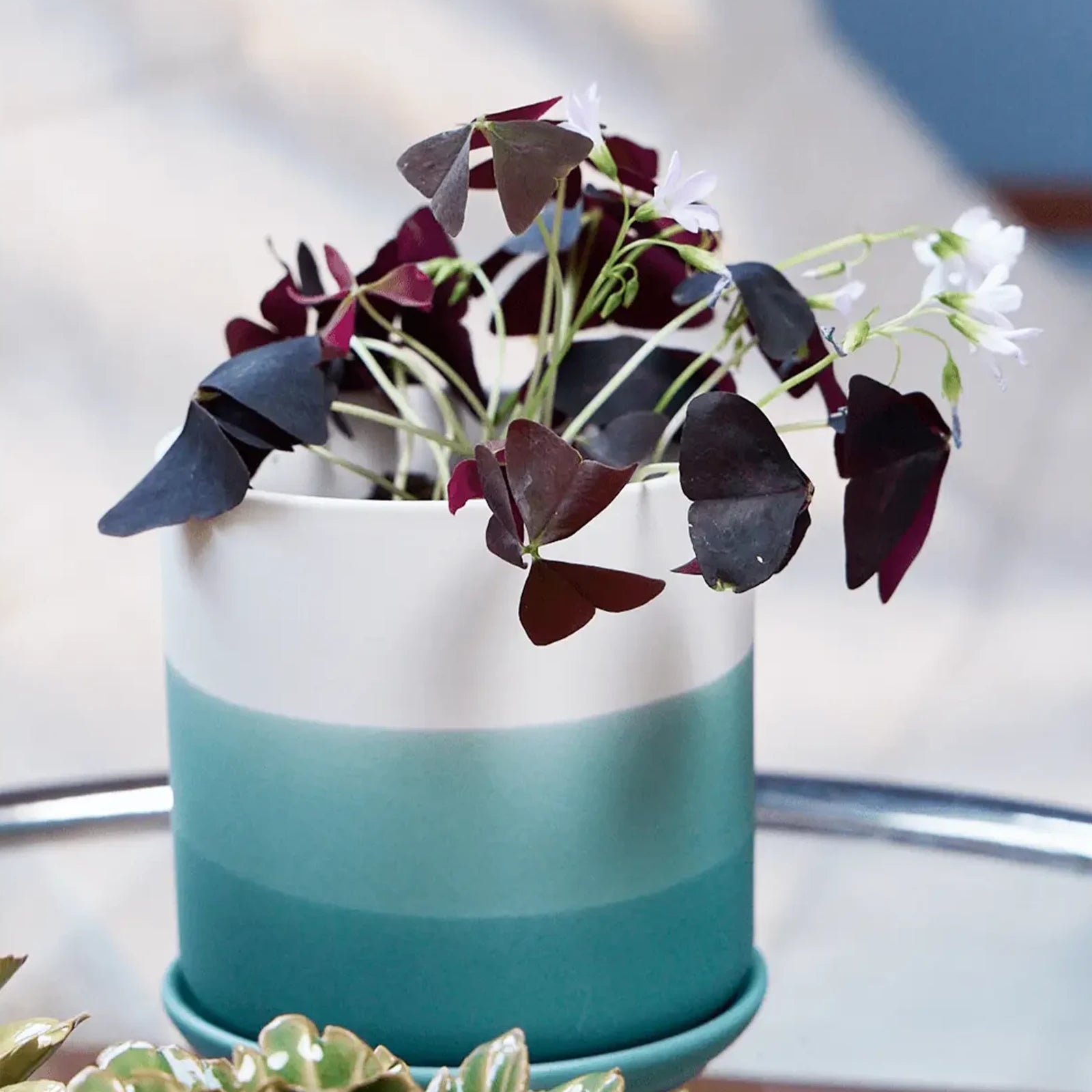 Chive Devo ceramic planter with ombre white to teal gradient holding an oxalis on a glass table indoor.
