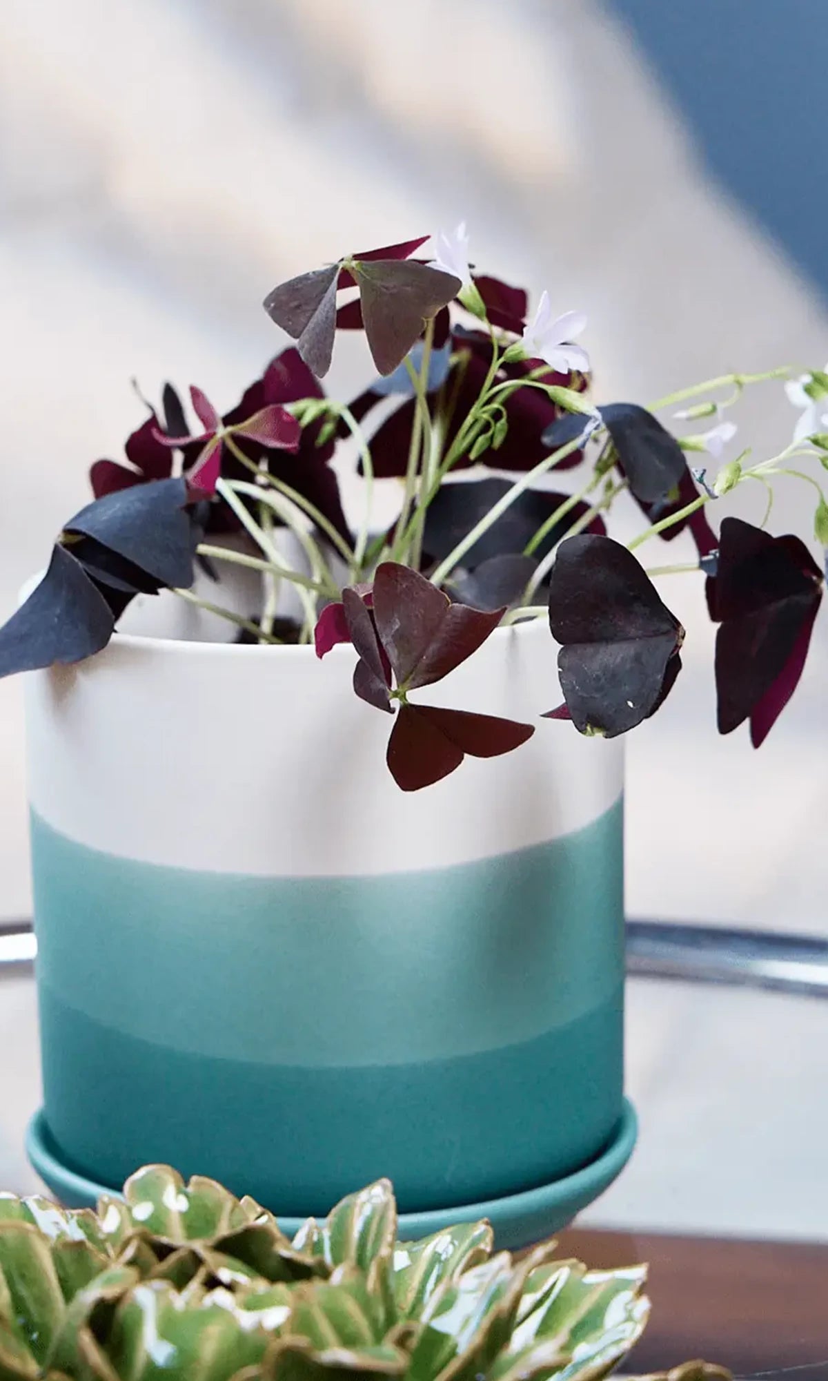 Chive Devo ceramic planter with ombre white to teal gradient holding an oxalis on a glass table indoor.