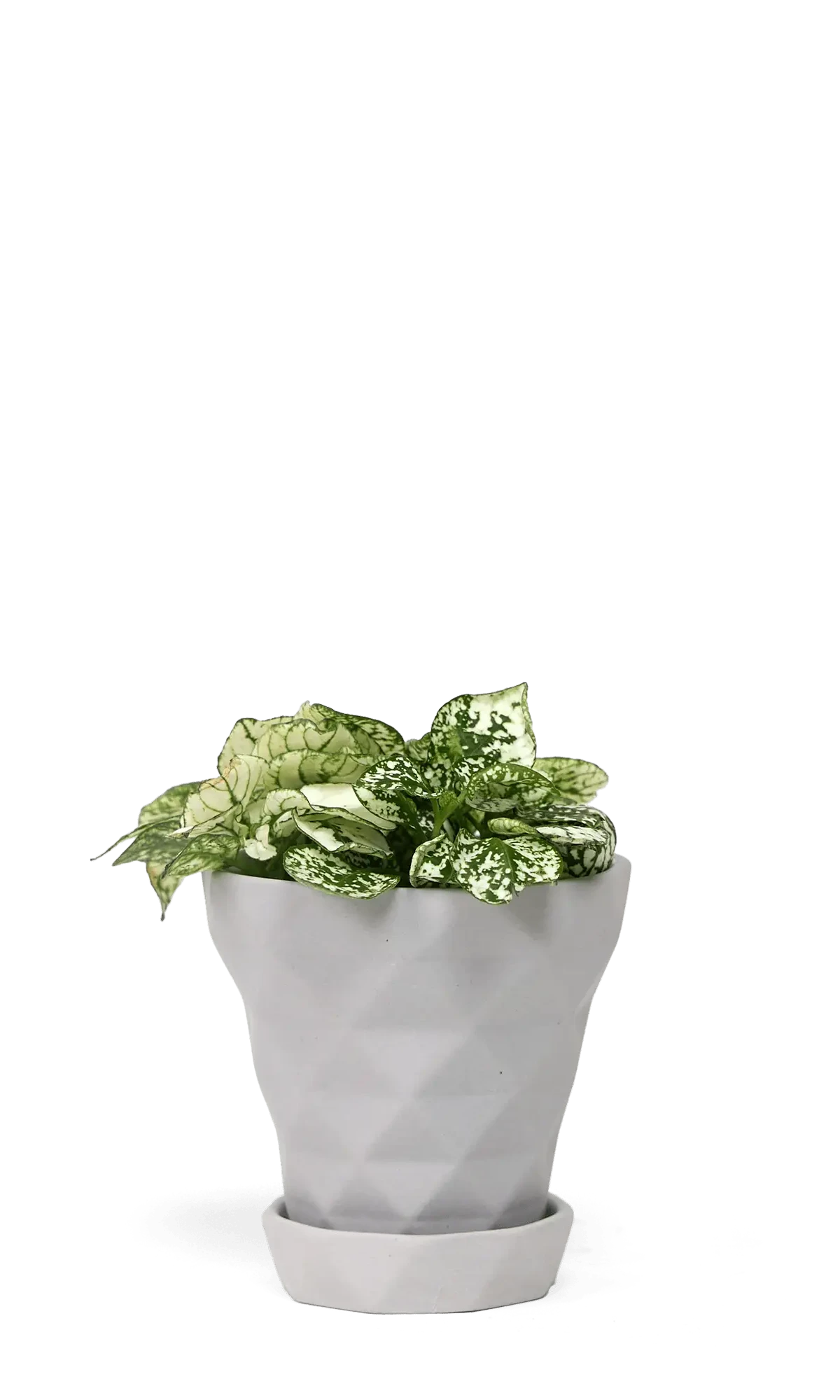 Chive Diamond medium light grey porcelain pot with drainage and saucer styled with a plant.