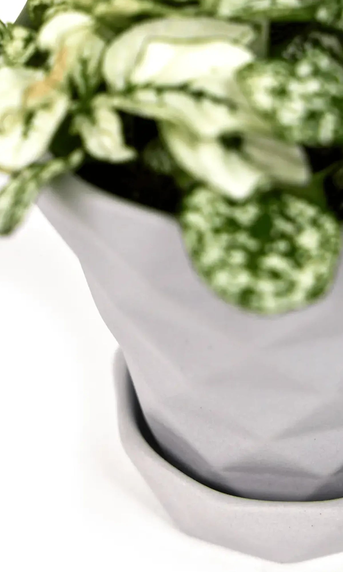 Close up of Chive Diamond medium light grey porcelain pot with drainage and detachable saucer styled with a plant.