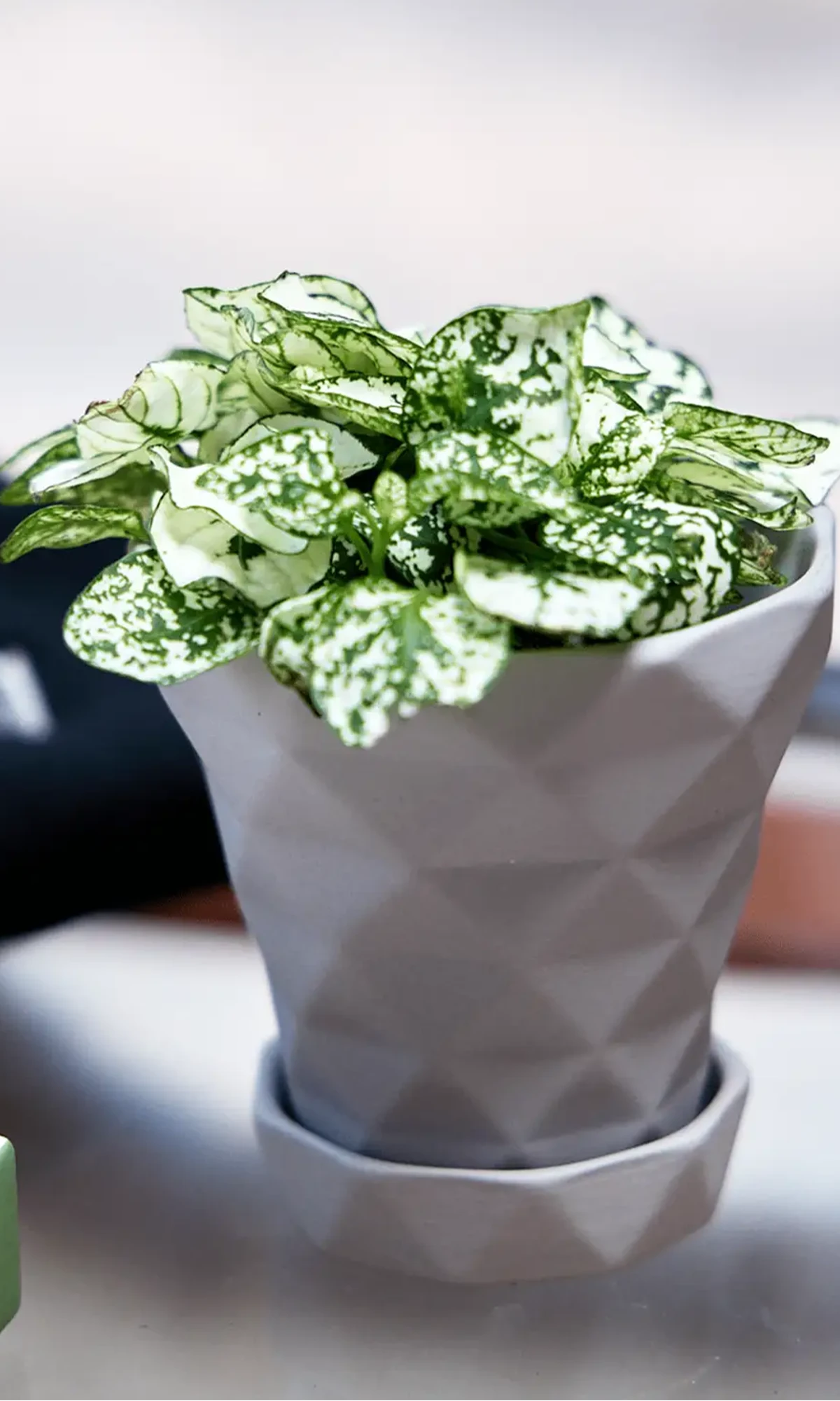 Chive Diamond medium light grey porcelain pot with drainage and saucer styled with a plant on a glass table.