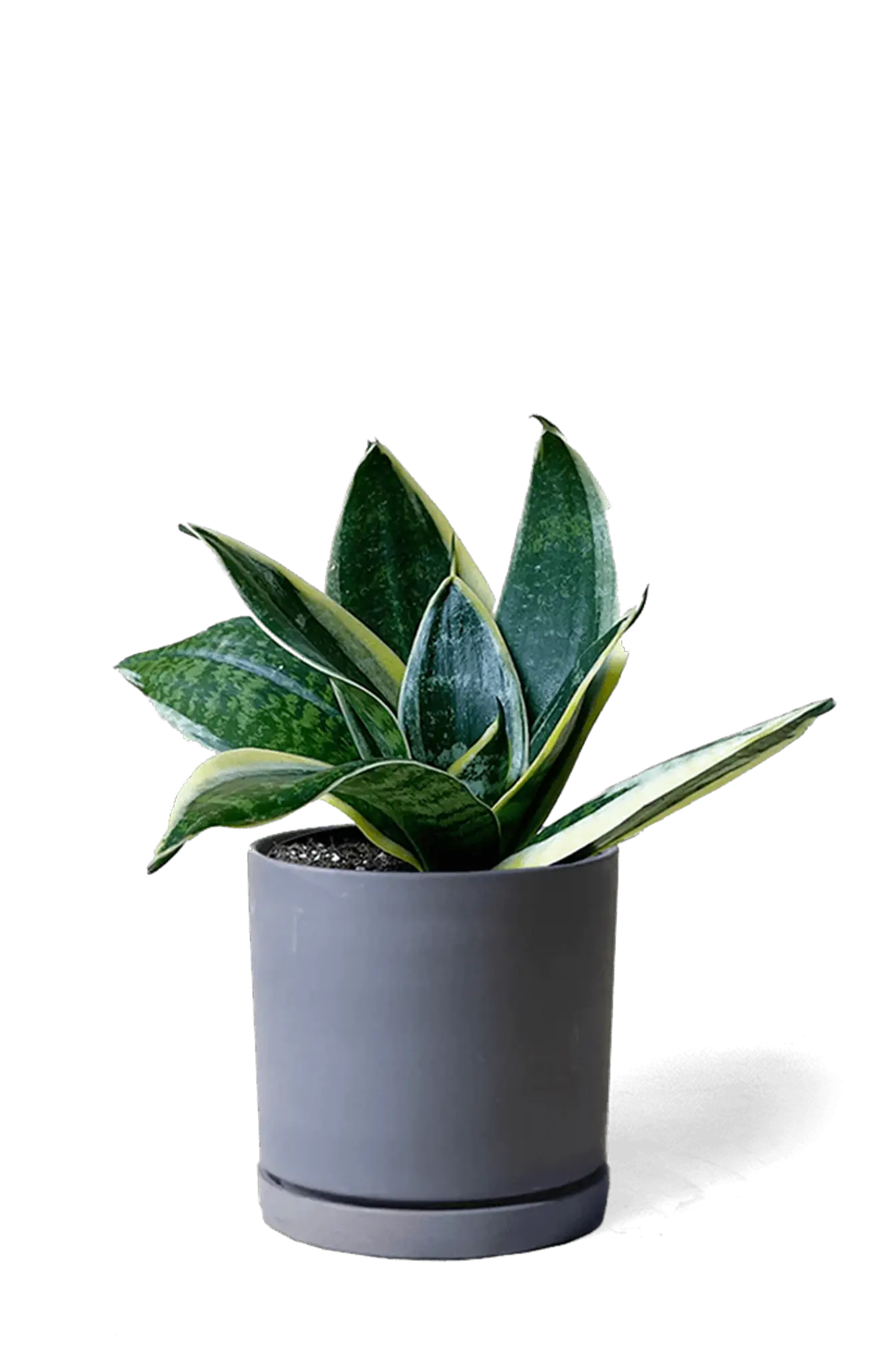 Chive Dojo black matte ceramic small planter with saucer holding a snake plant.