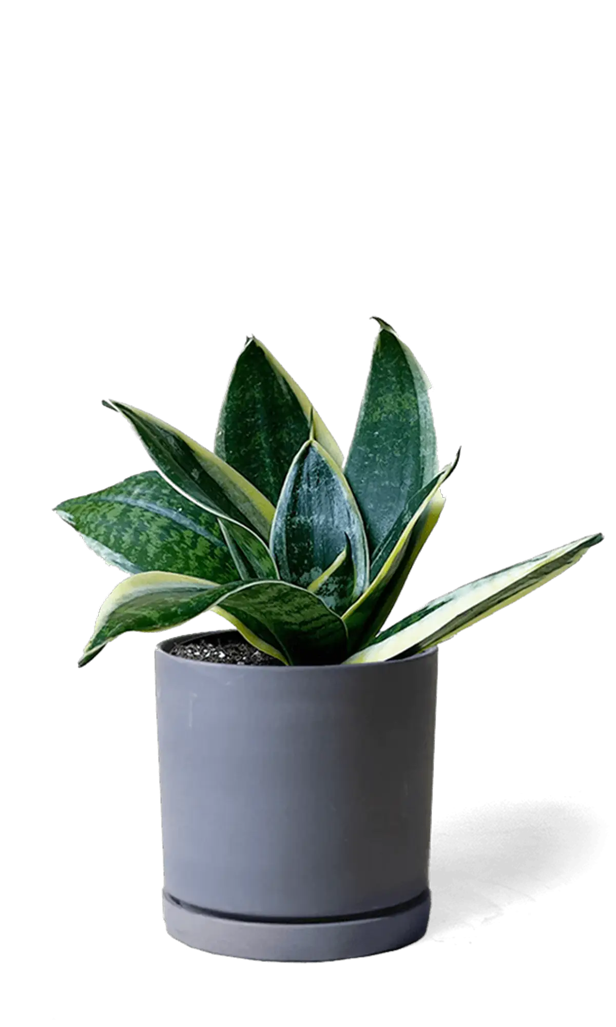 Chive Dojo large black matte porcelain pot with drainage and saucer styled with a snake plant.