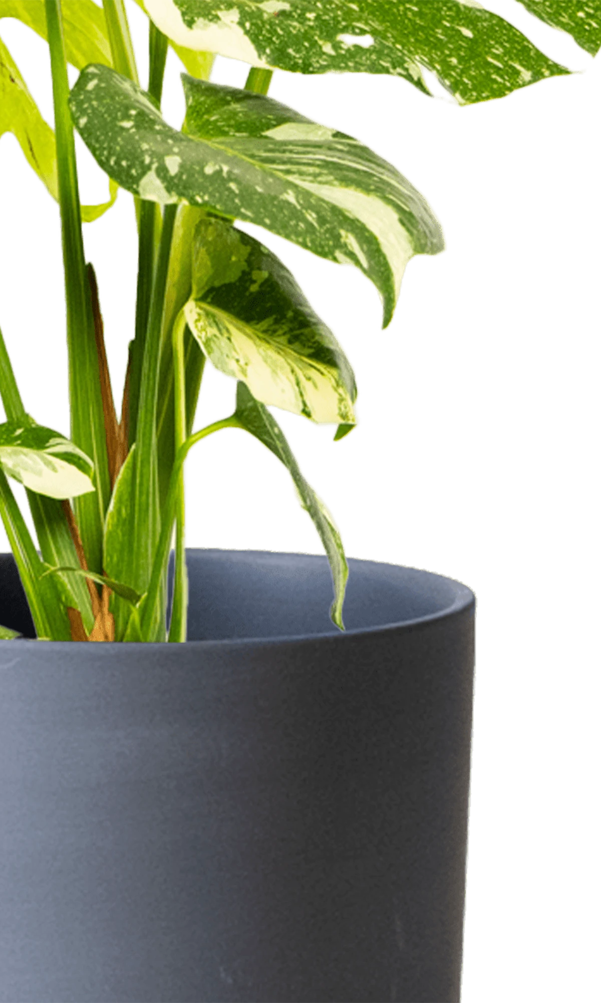 Close-up of the Chive Dojo large black matte porcelain pot showing the color and matte finish, holding a monstera.