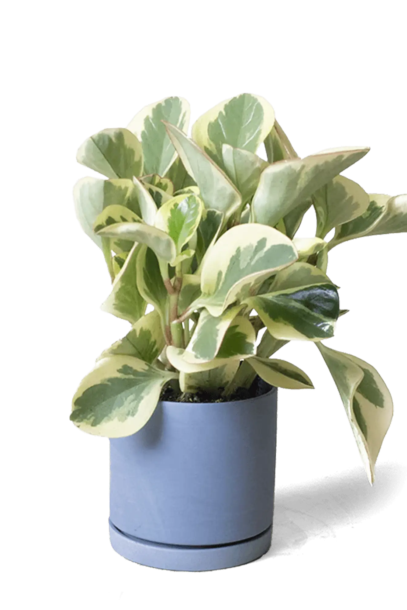 Chive Dojo blue grey matte ceramic small planter with saucer holding a variegated peperomia.