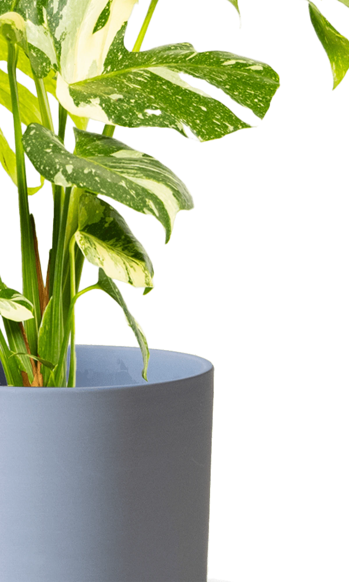 Close-up of the Chive Dojo large blue grey matte porcelain pot showing the color and matte finish, holding a monstera.