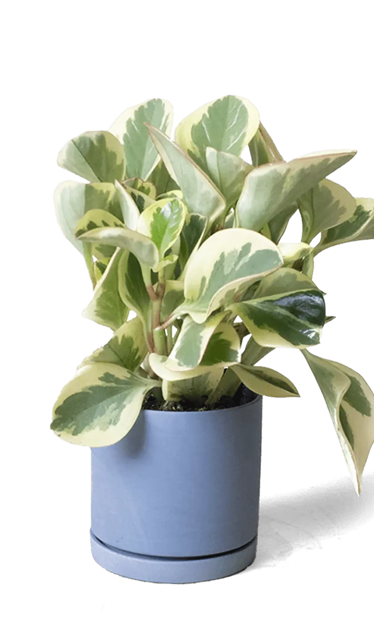 Chive Dojo blue grey matte ceramic small planter with saucer holding a variegated peperomia.