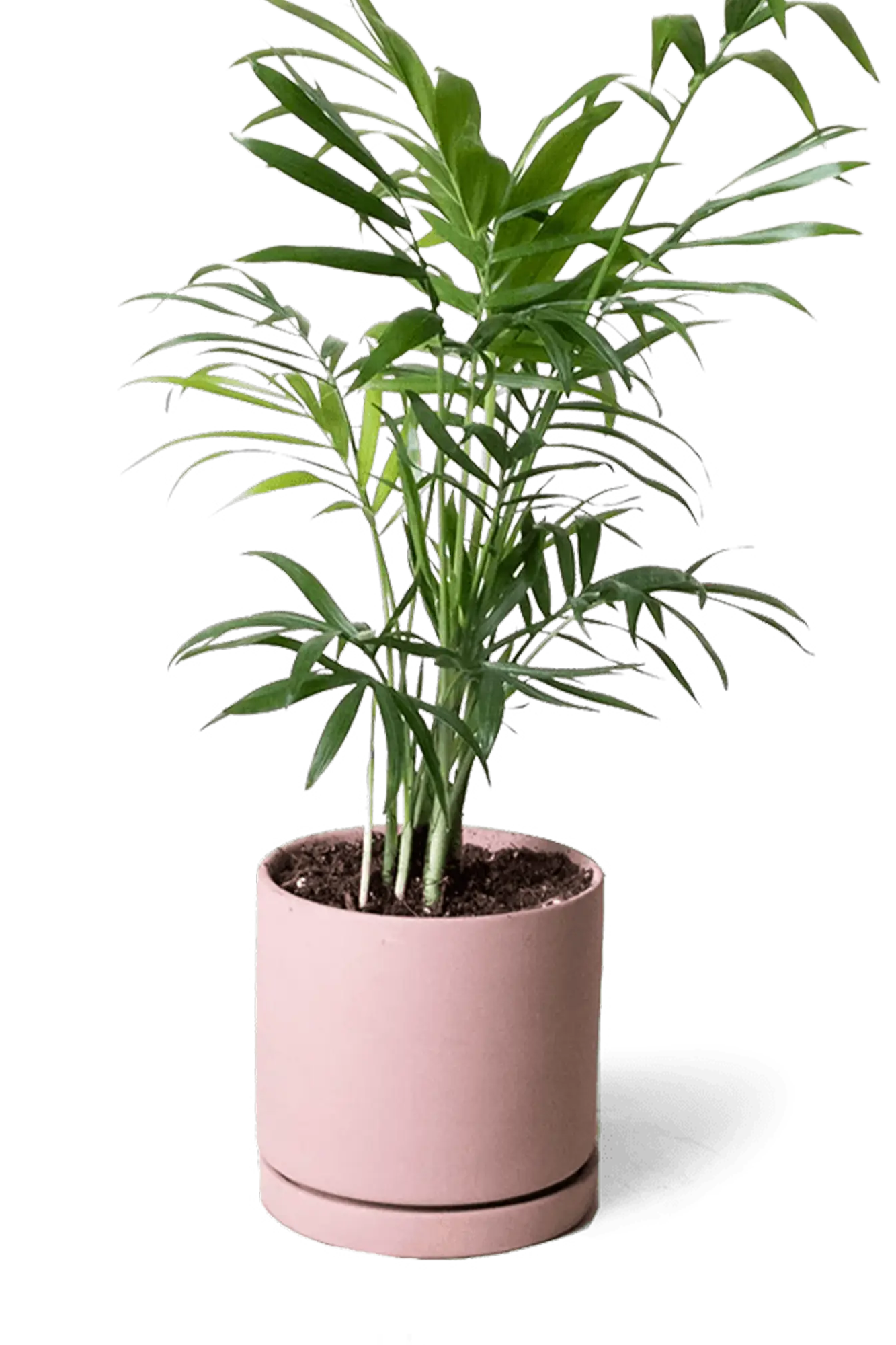 Chive Dojo clay terracotta matte ceramic small planter with saucer holding a parlour palm.